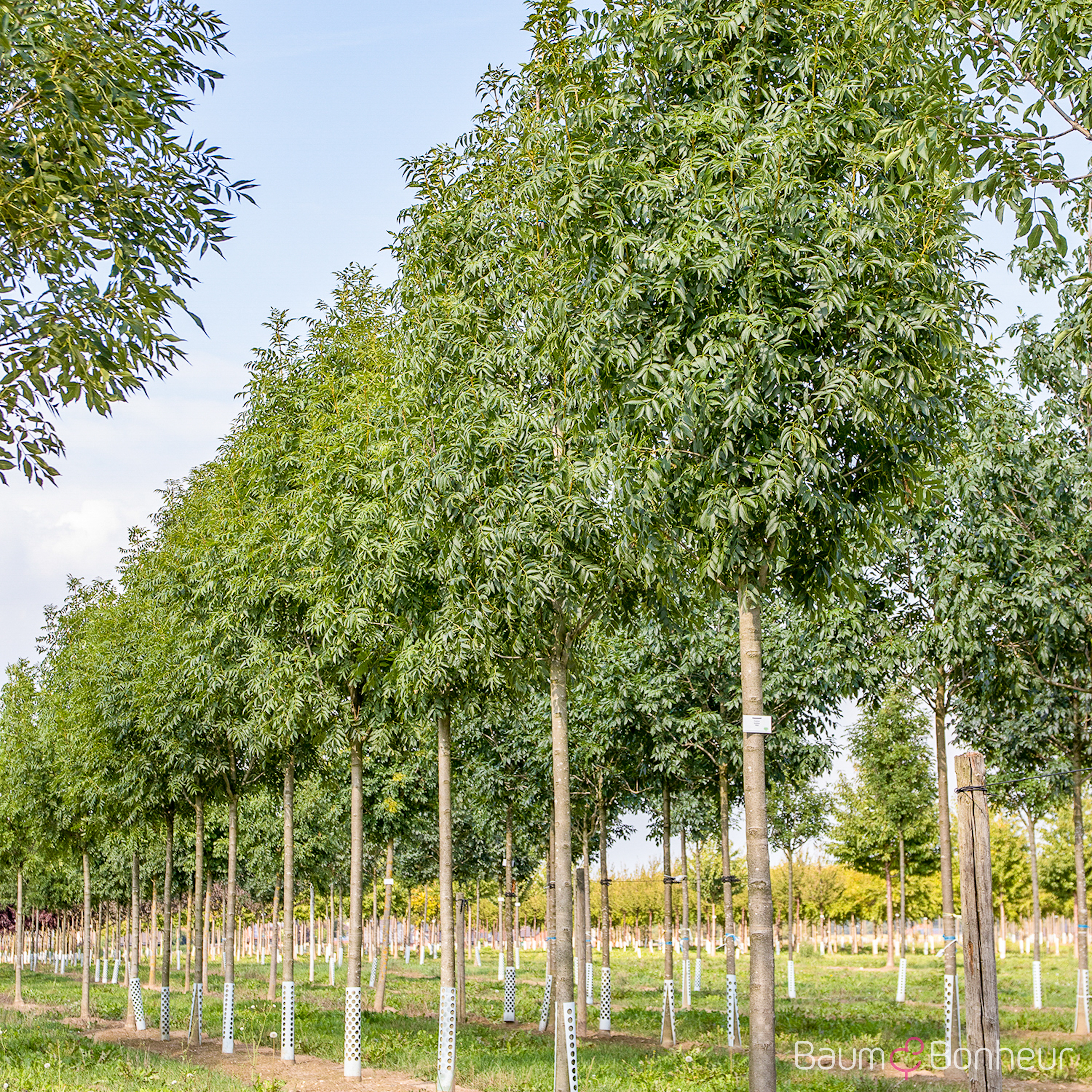 Fraxinus excelsior 'Atlas'