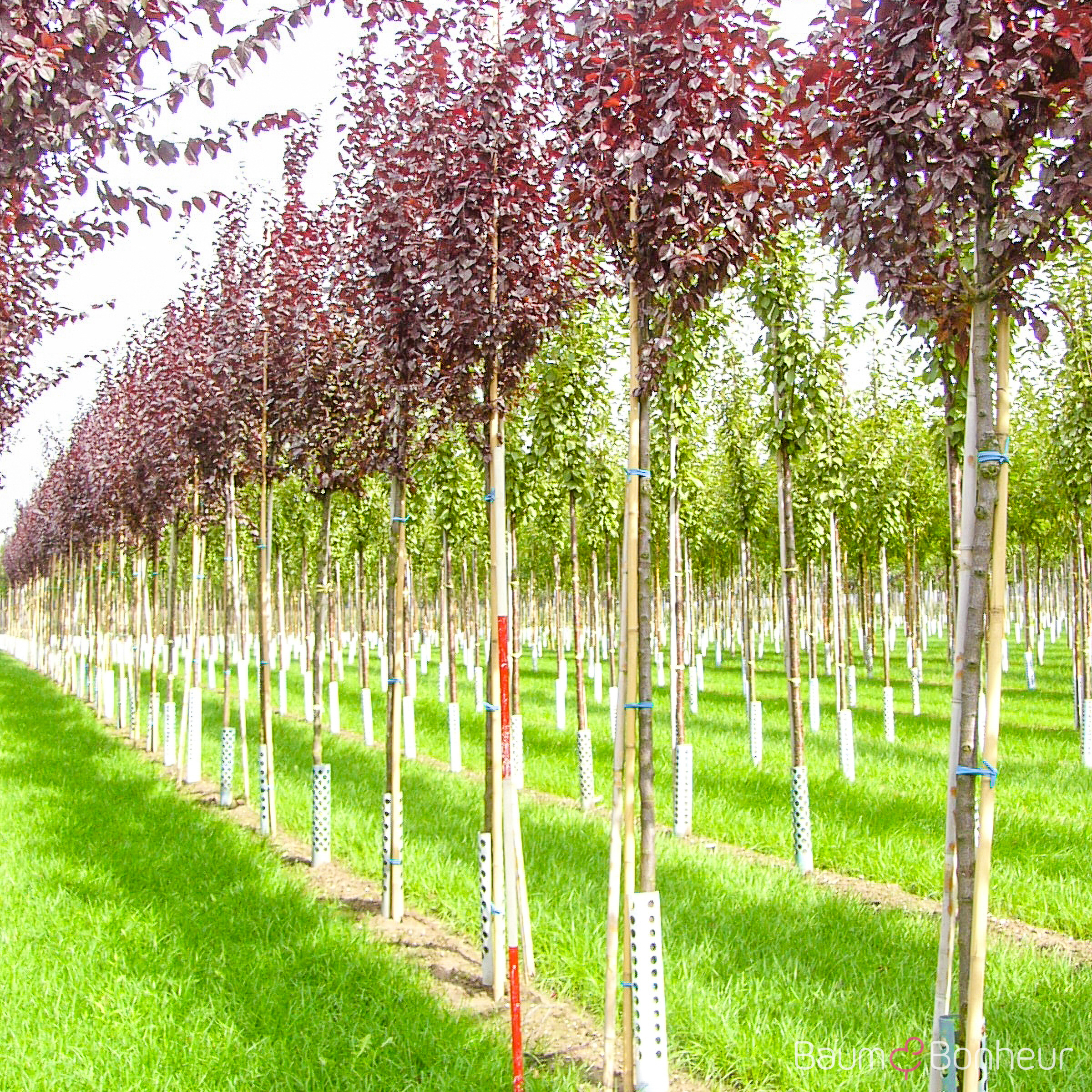 Prunus cerasifera 'Nigra'