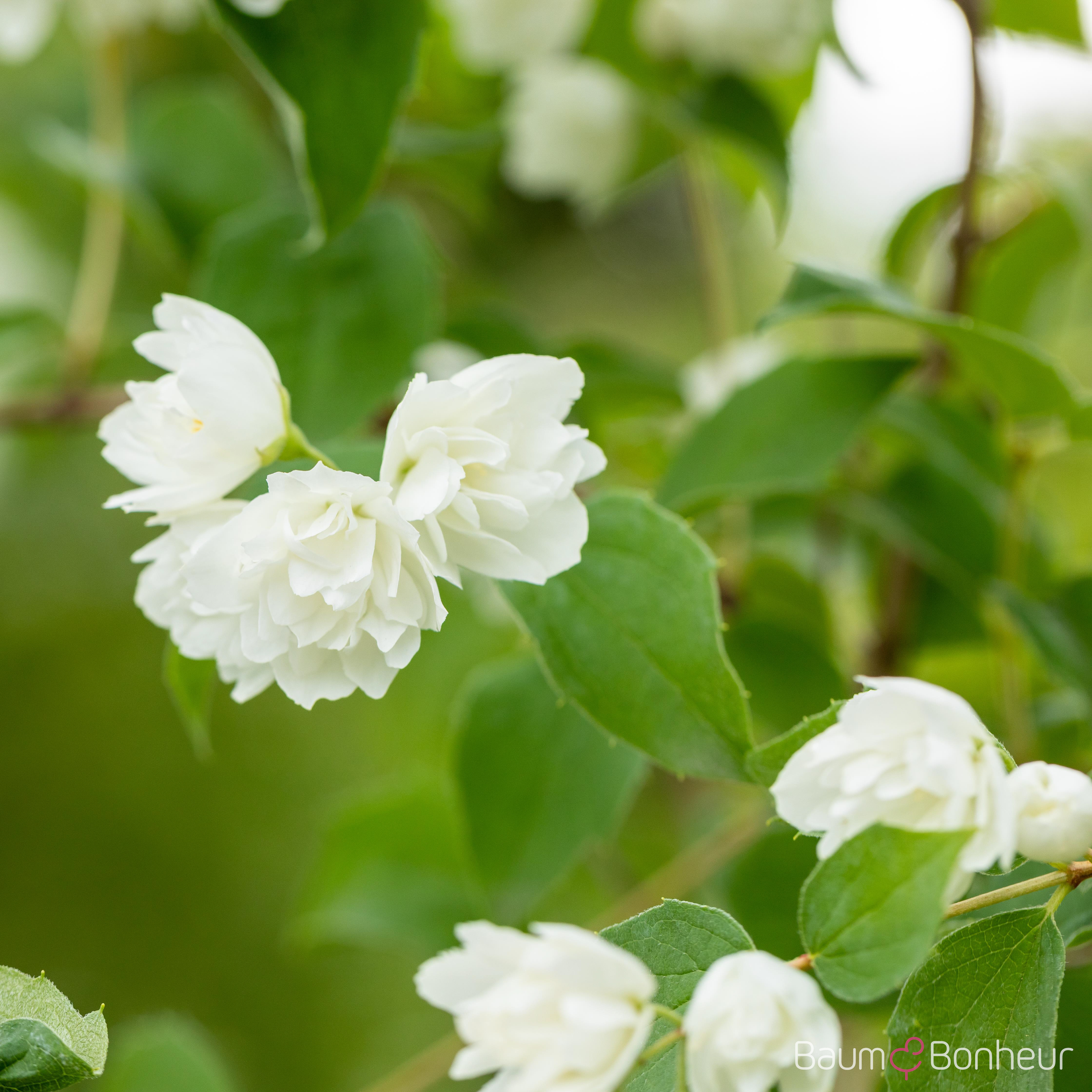 Philadelphus 'Schneesturm'