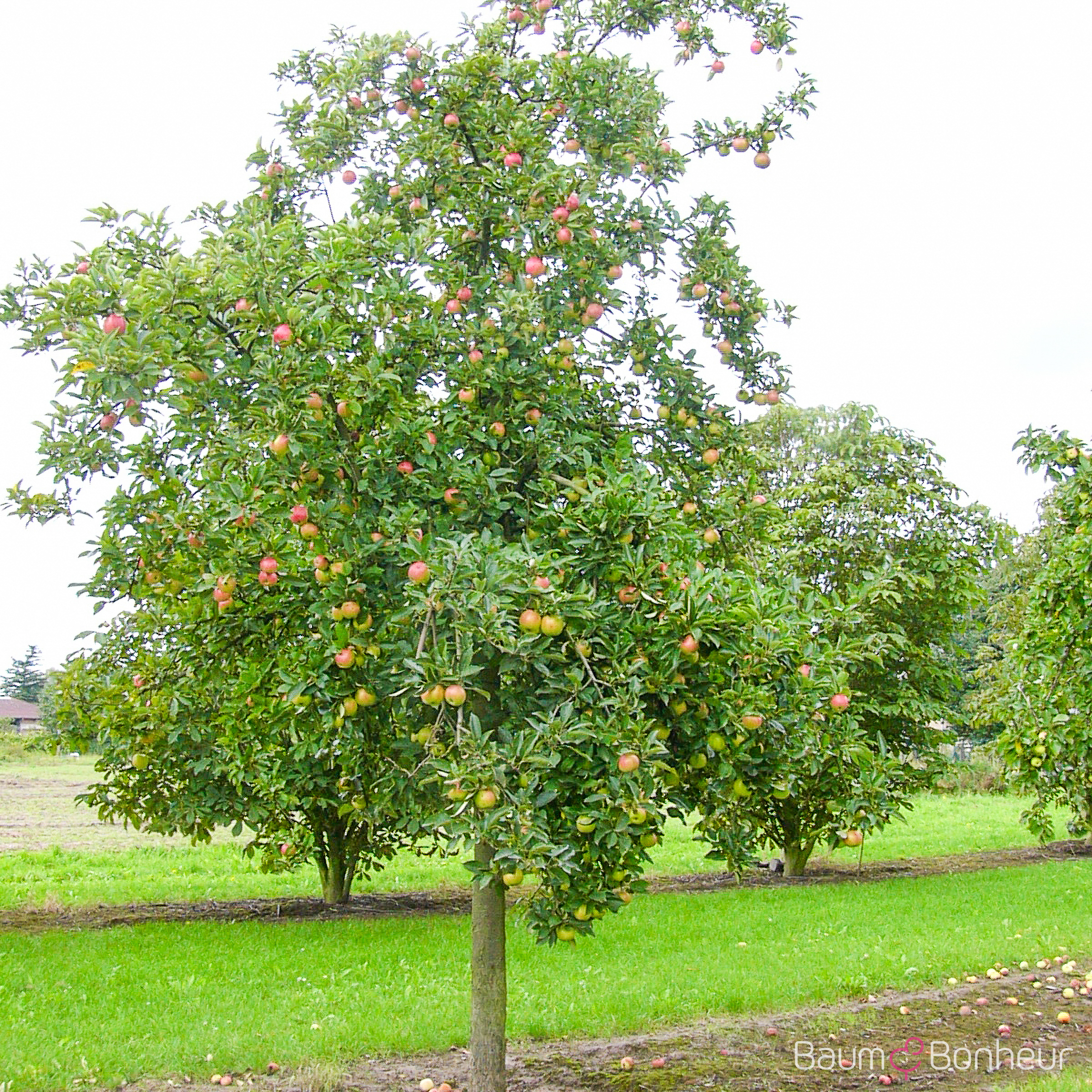 Malus 'Gloster 69'