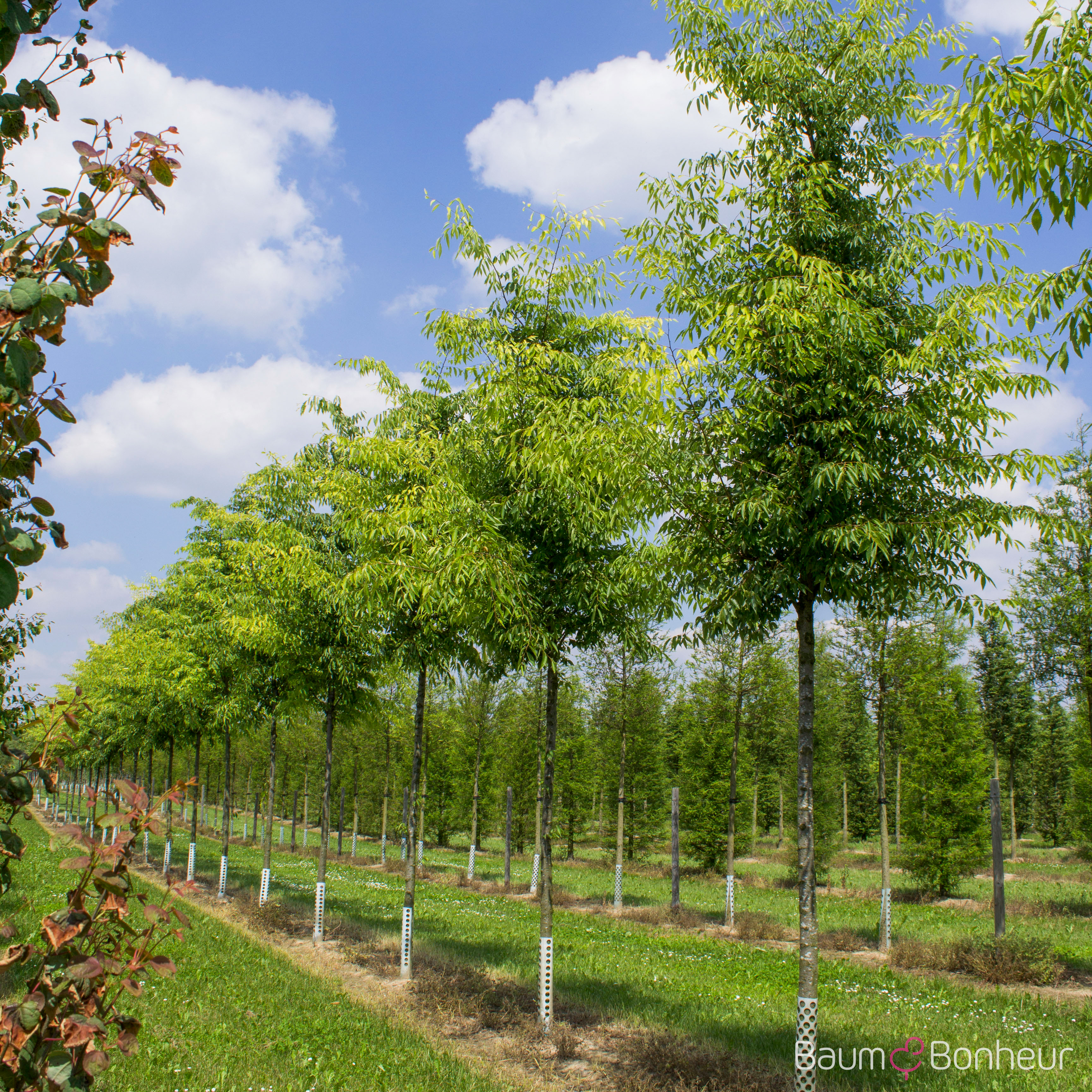 Zelkova serrata