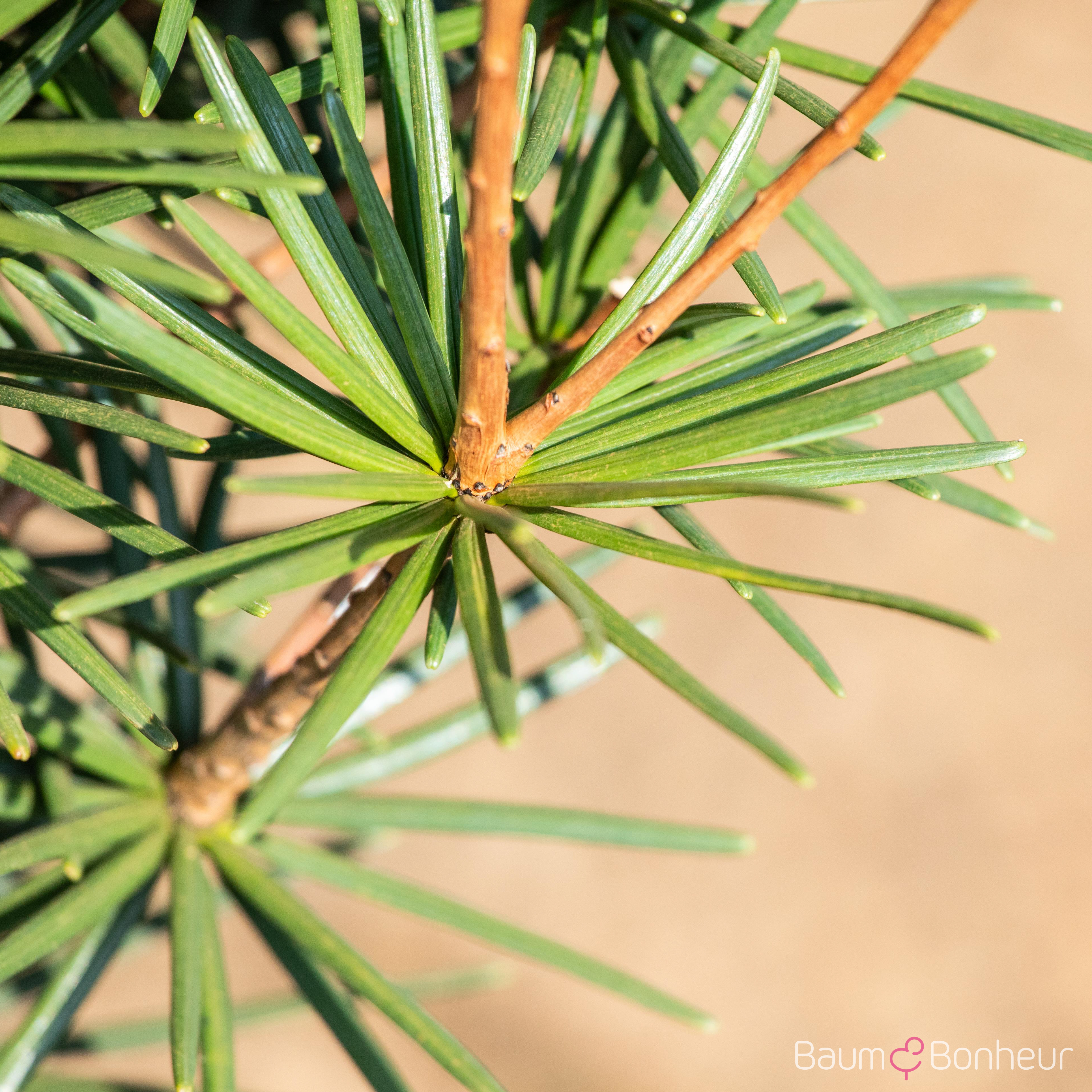 Sciadopitys verticillata