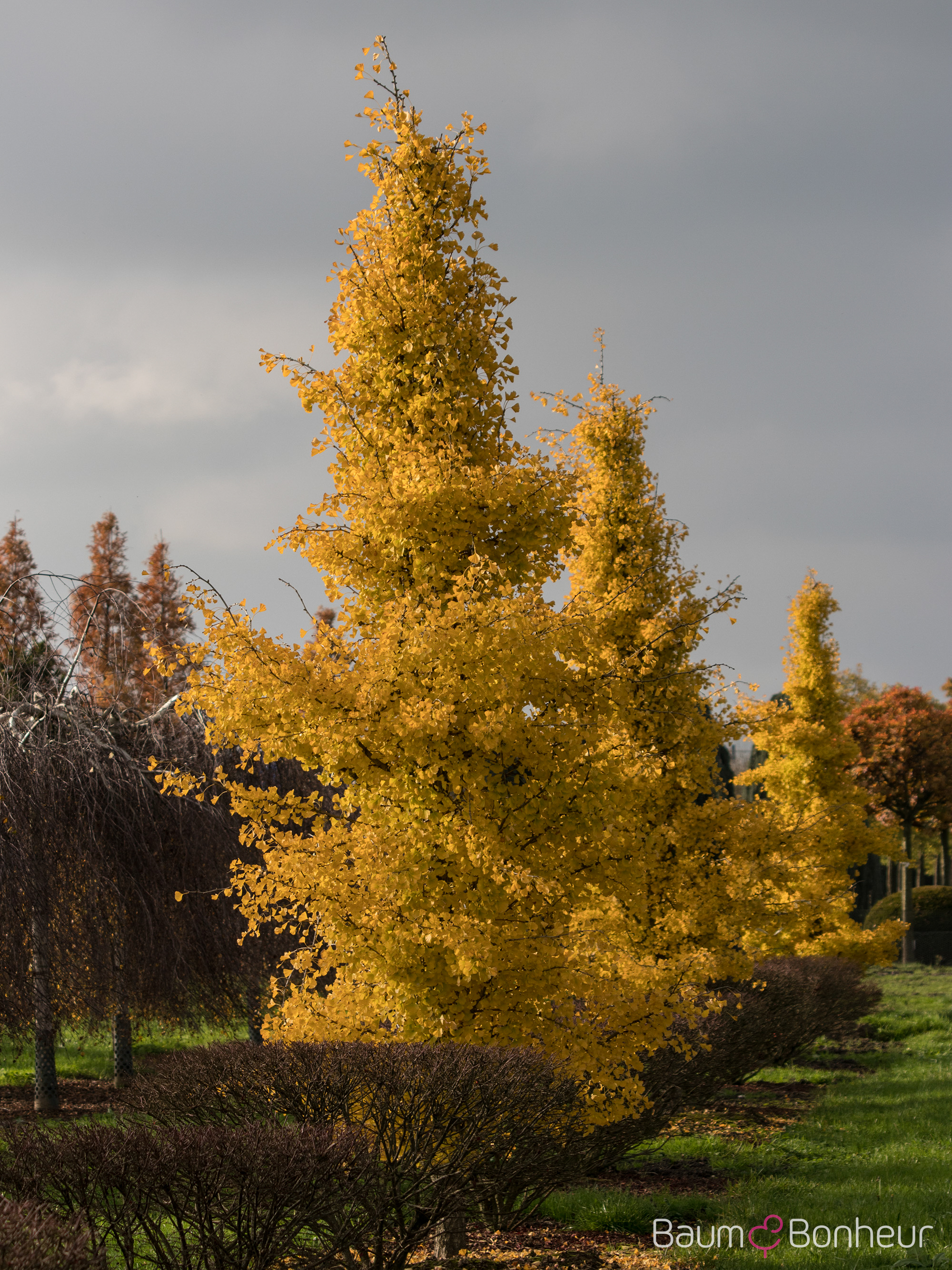 Ginkgo biloba 'Fastigiata Blagon'®