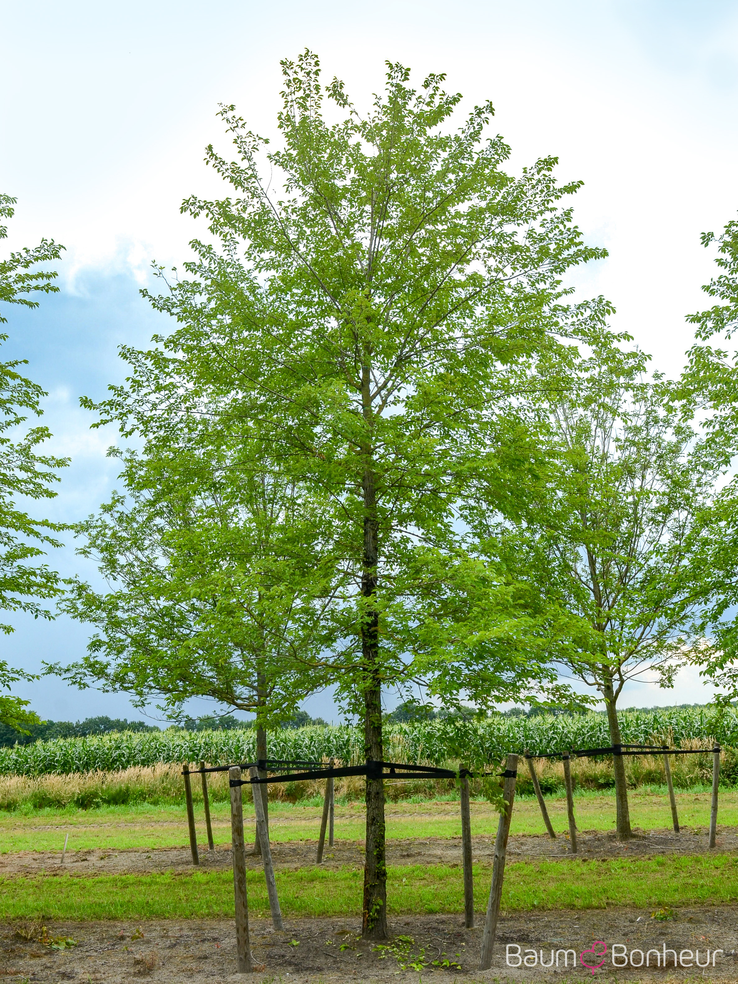 Ulmus 'Sapporo Autumn Gold' -S-