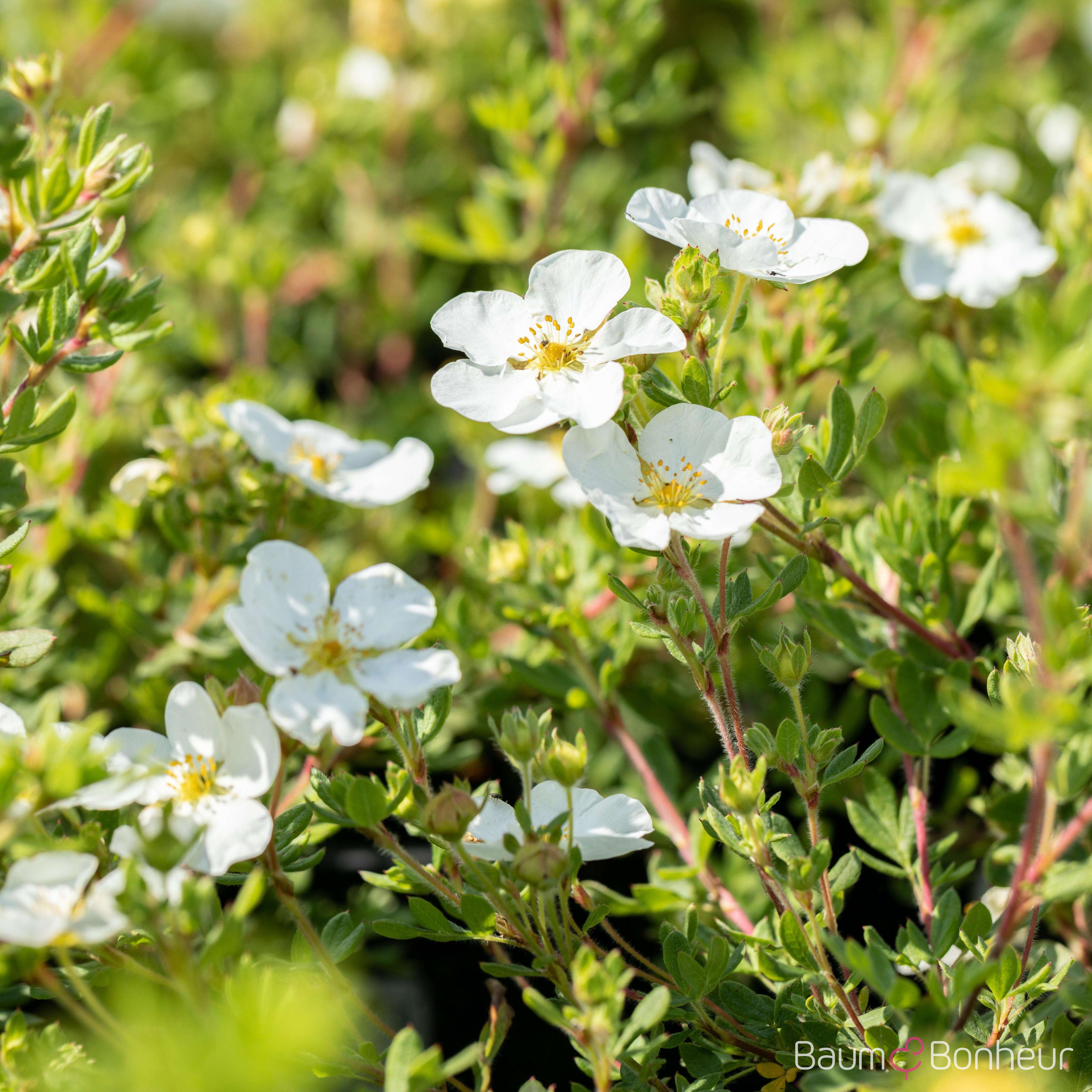 Potentilla fruticosa 'Abbotswood'