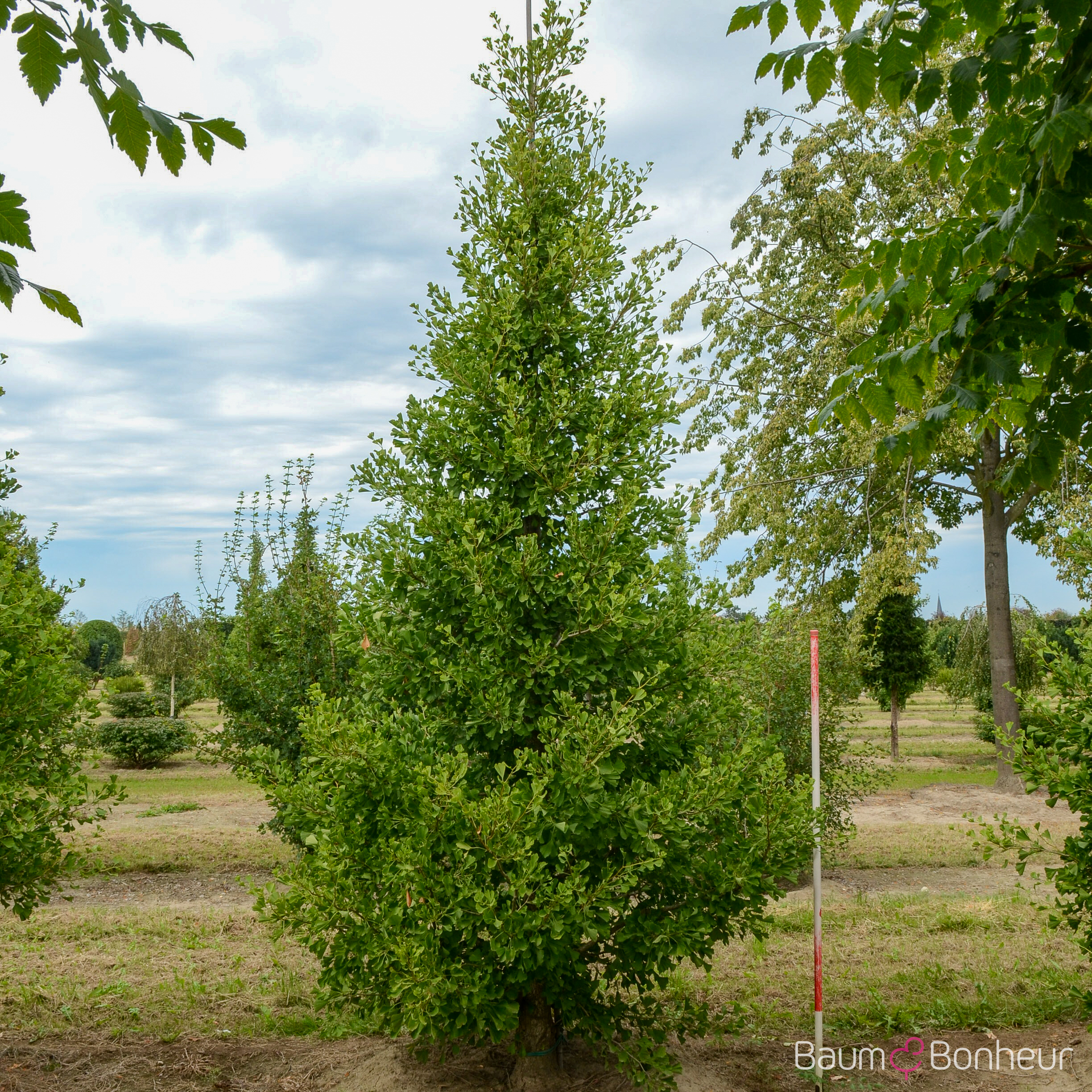 Ginkgo biloba 'Fastigiata Blagon'®