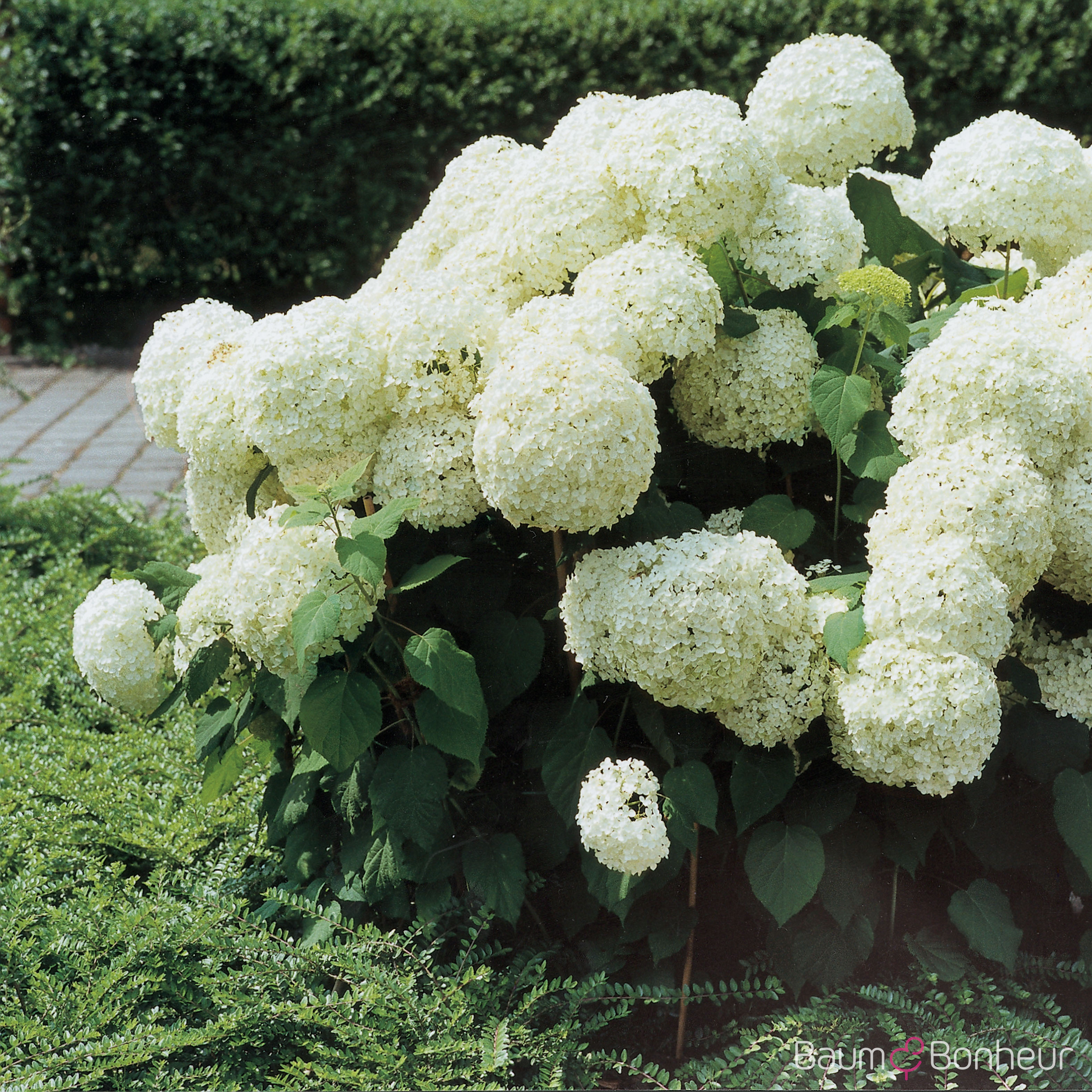 Hydrangea arborescens 'Annabelle'