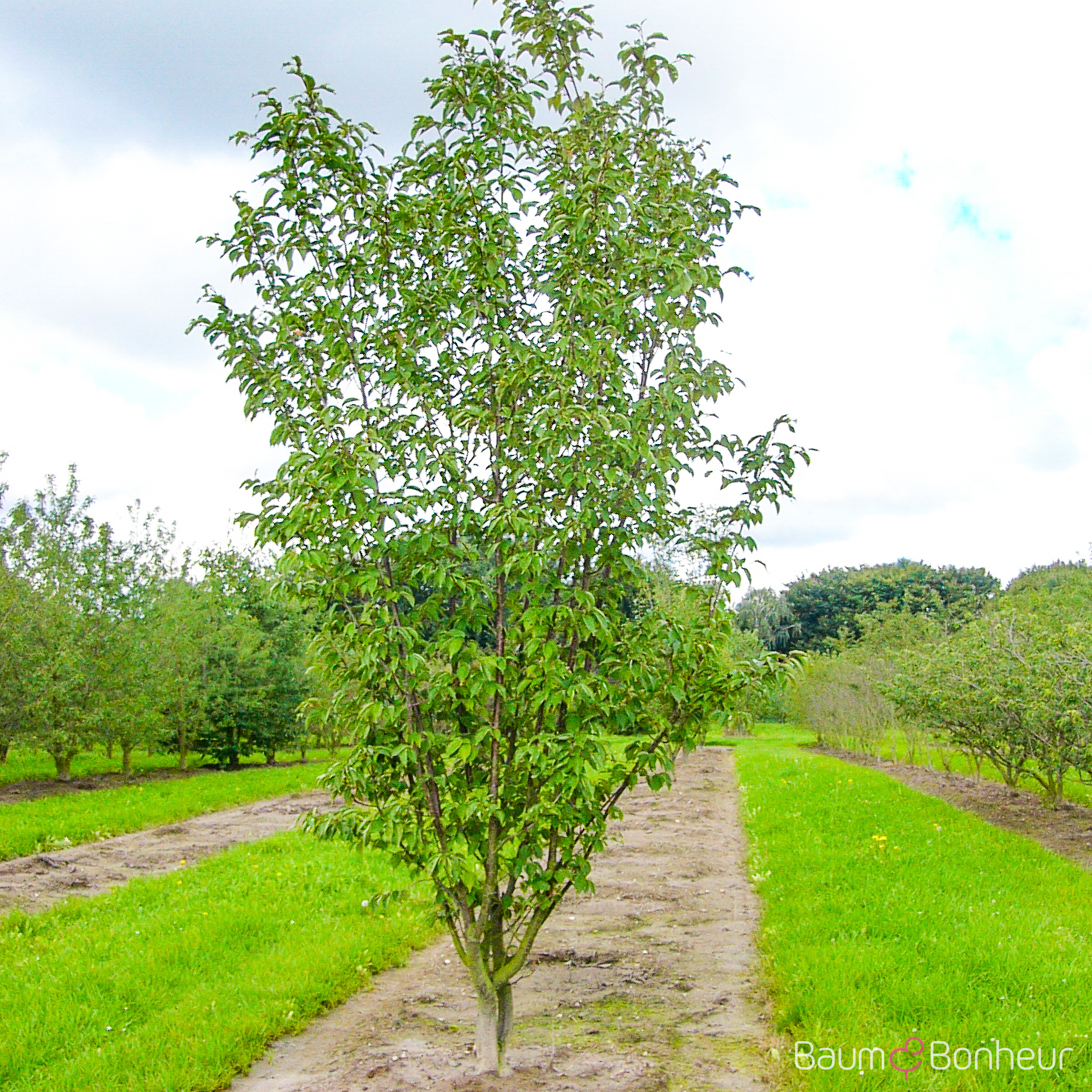 Prunus sargentii Veredlung