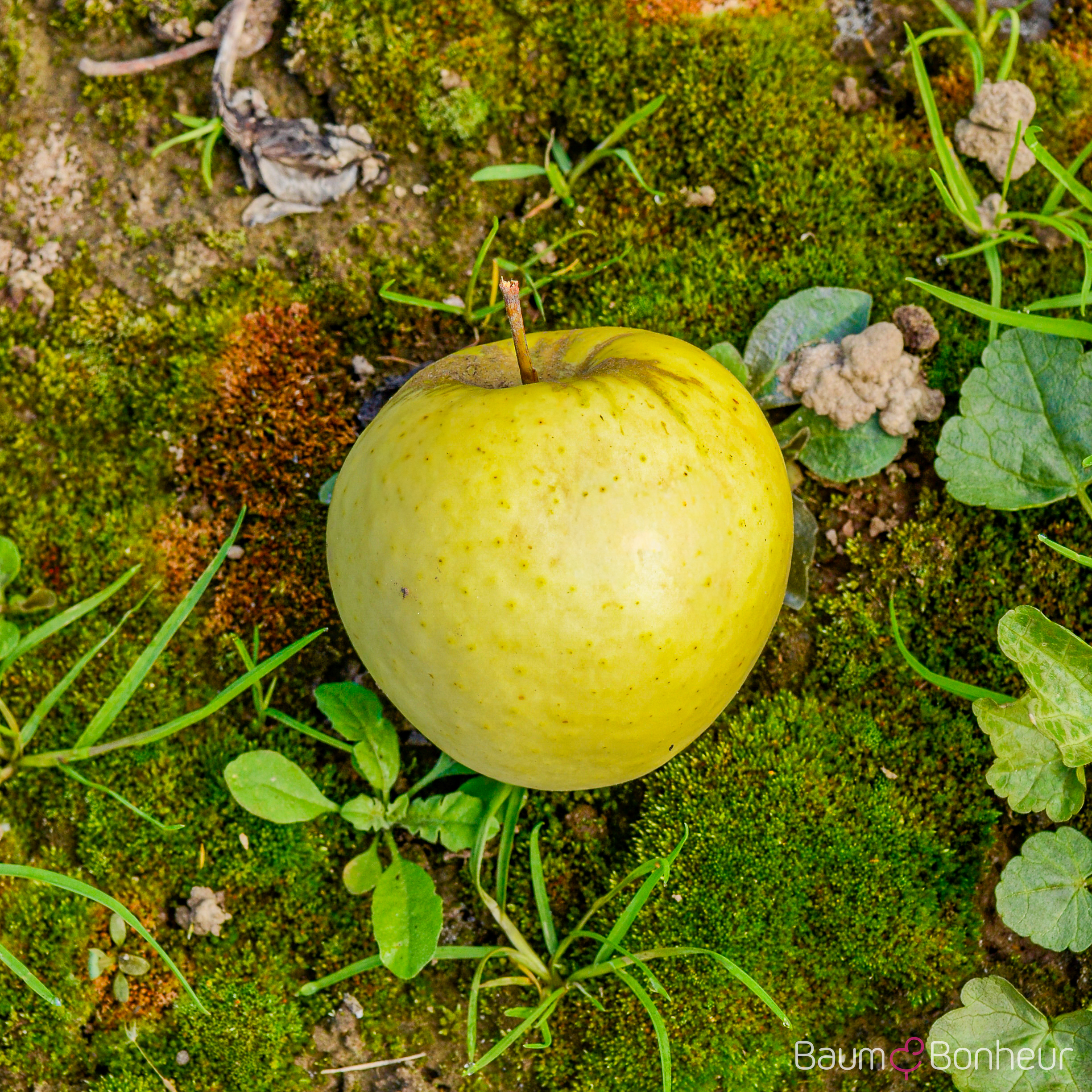 Malus 'Weißer Klarapfel'