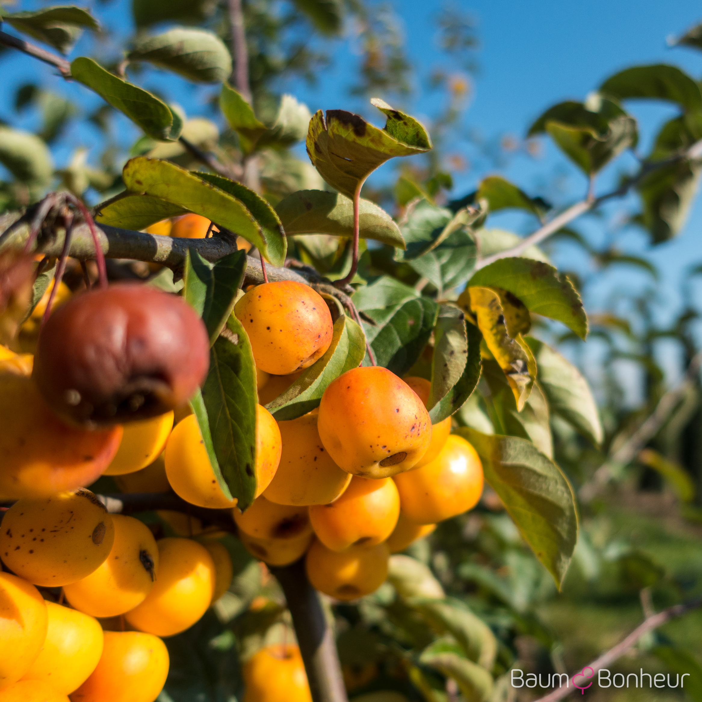 Malus 'Butterball'