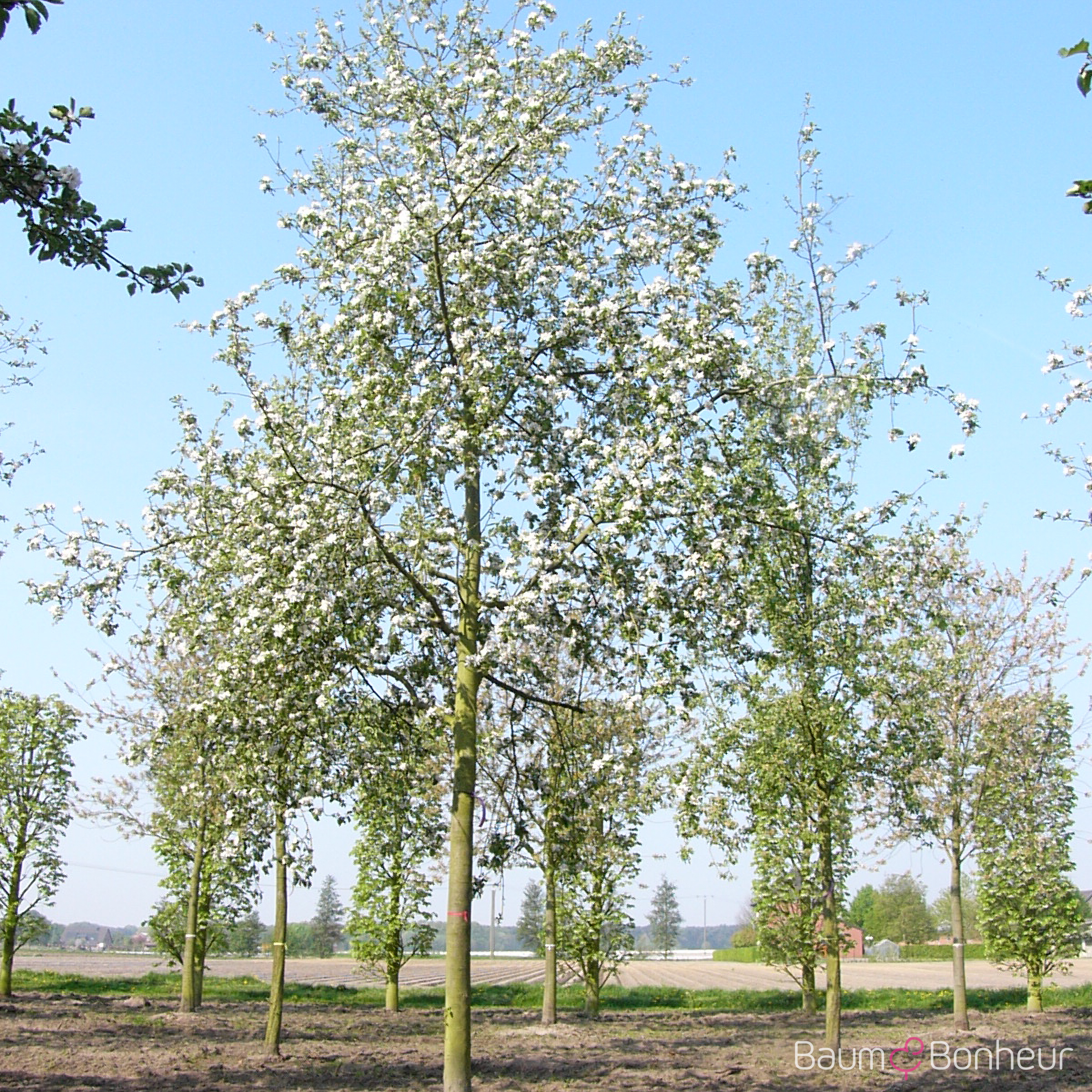 Malus 'Jonathan'