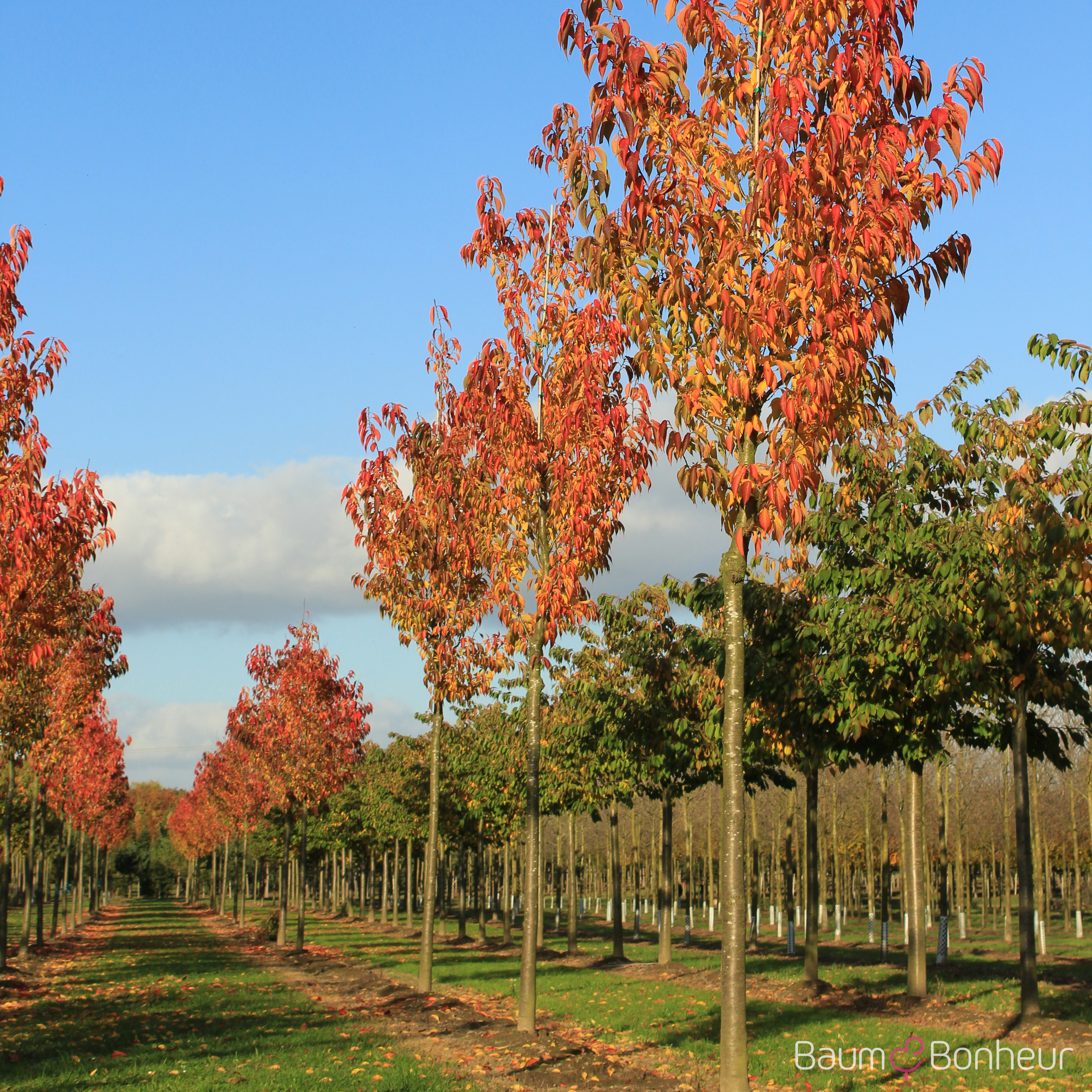 Prunus sargentii 'Rancho'
