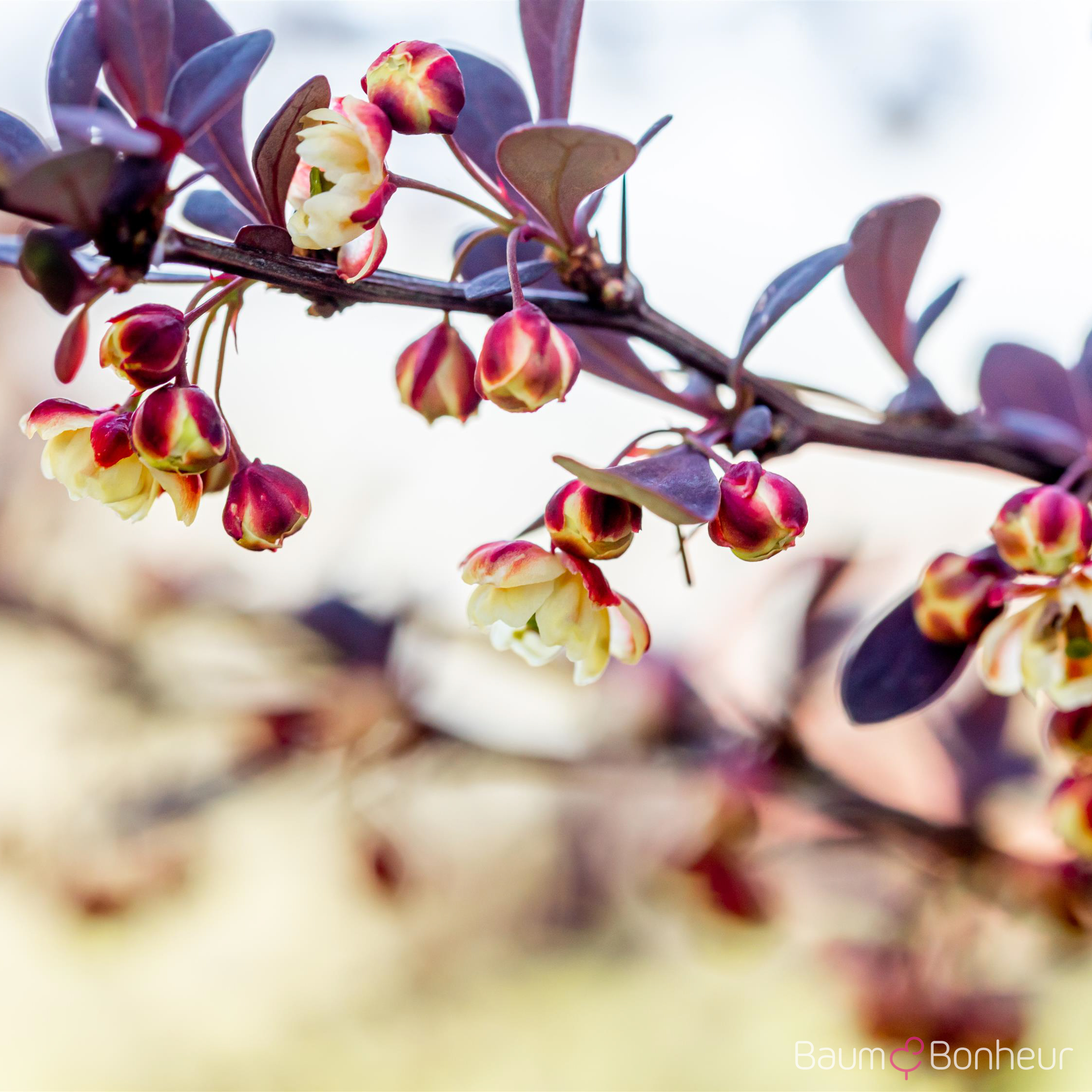 Berberis thunbergii 'Atropurpurea'