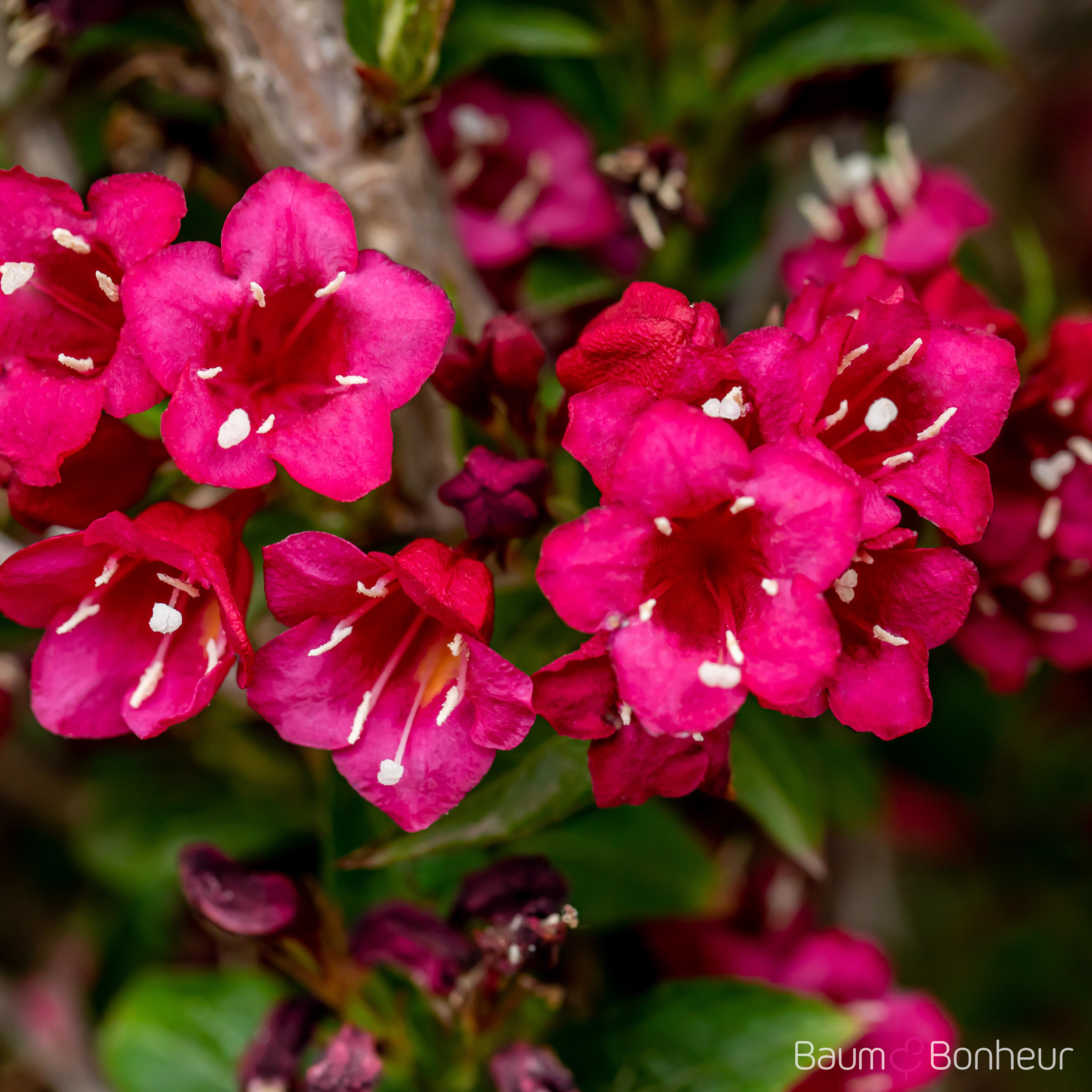 Weigela 'Eva Rathke'
