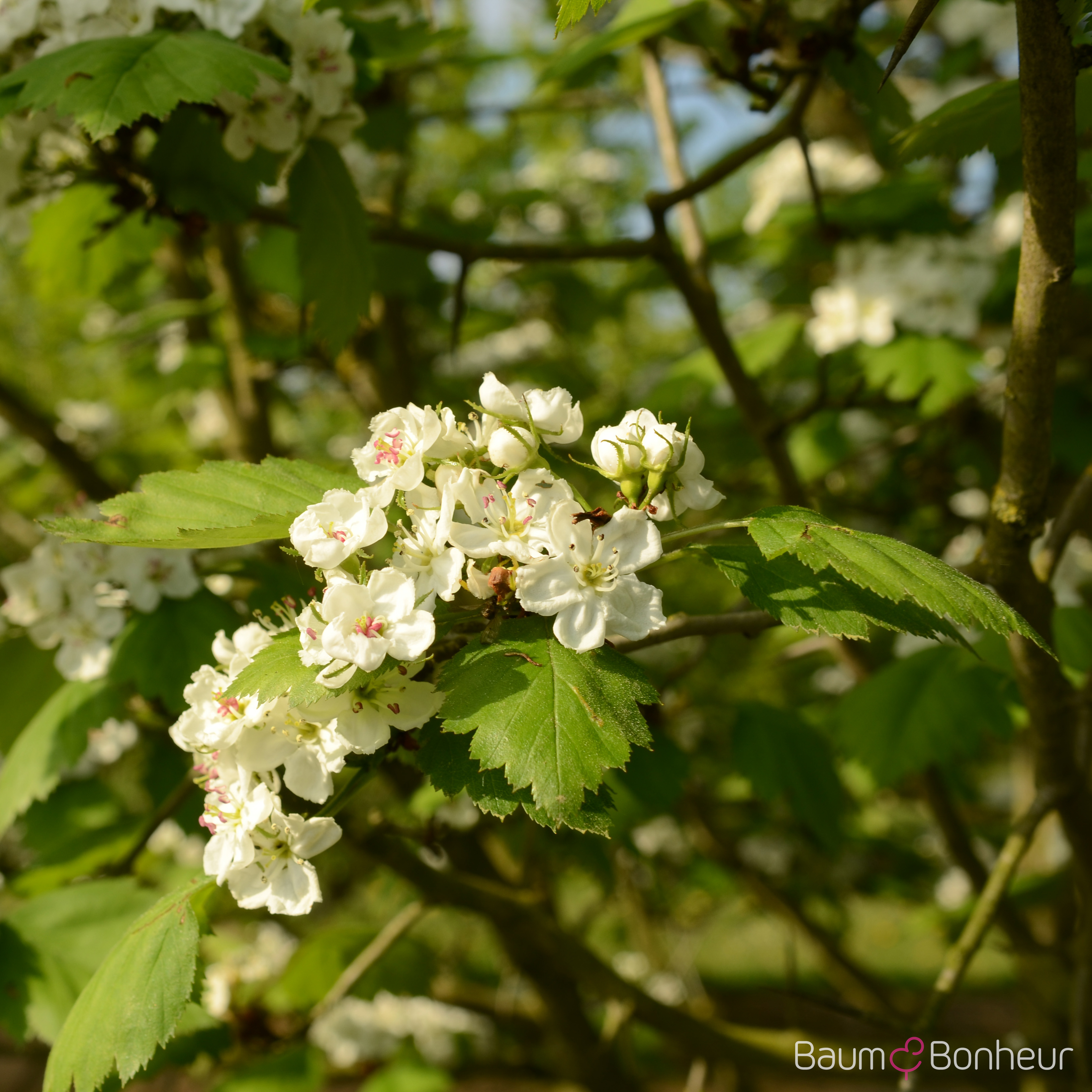 Crataegus coccinea