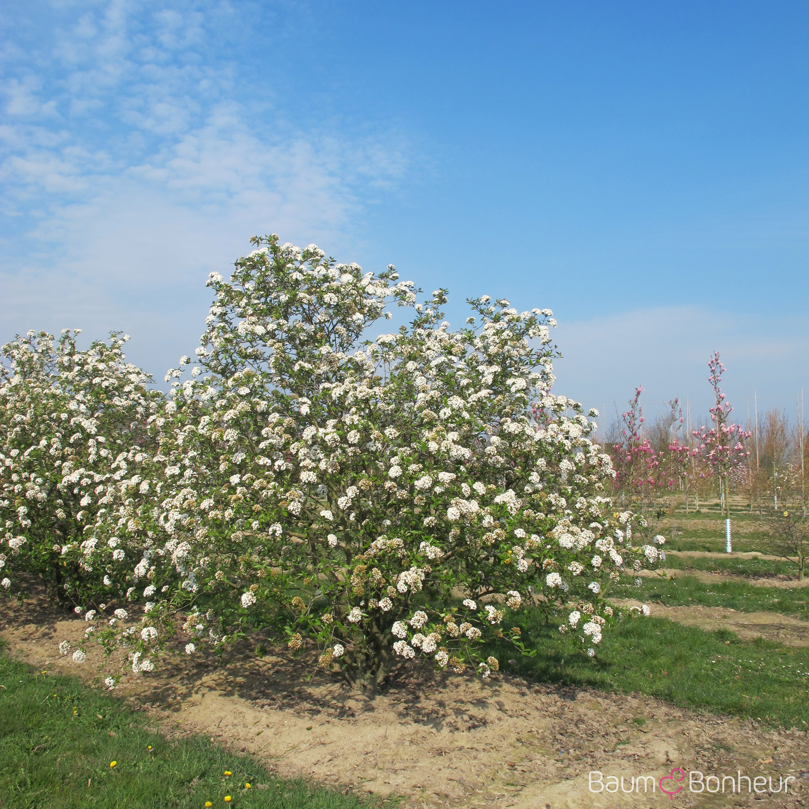 Viburnum burkwoodii