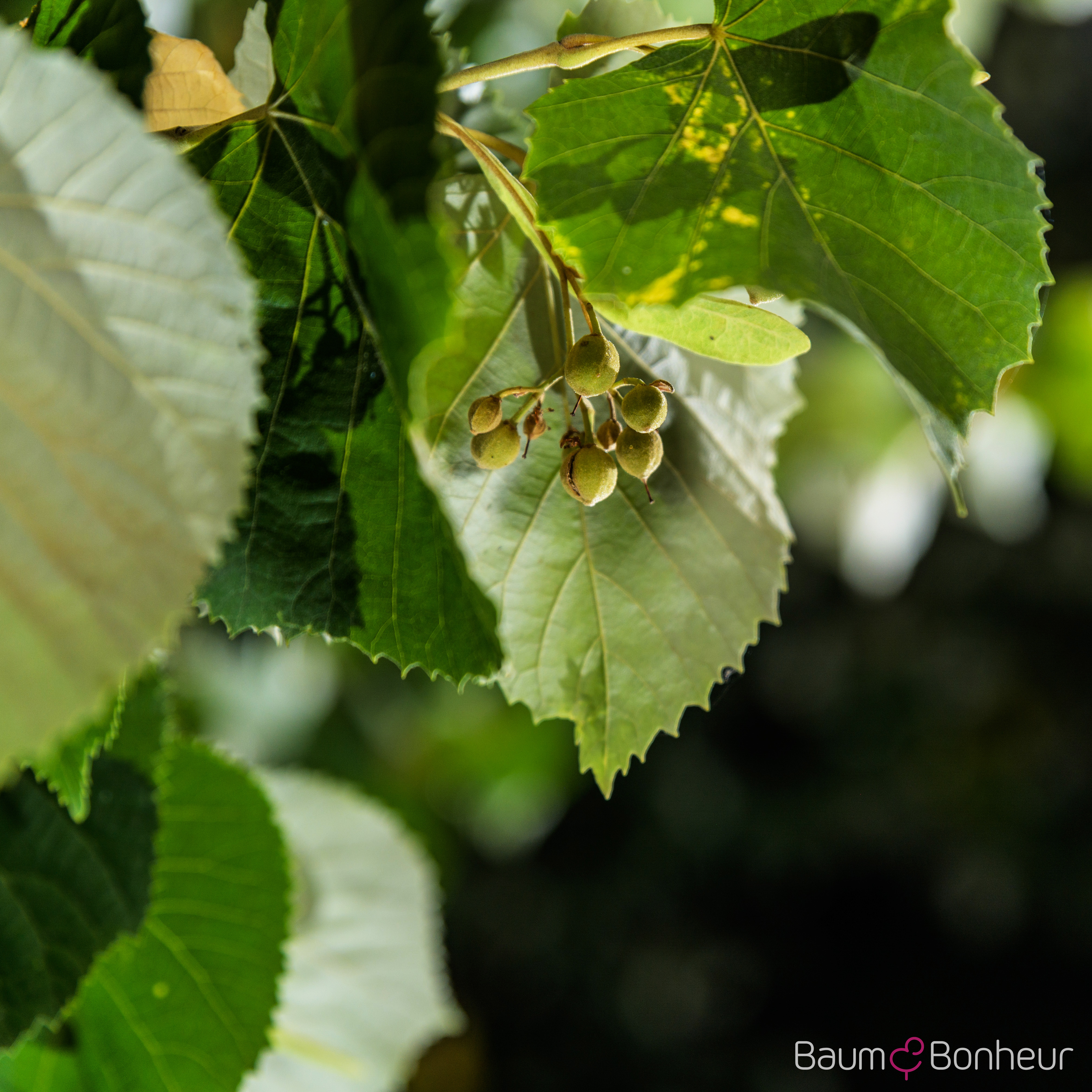 Tilia tomentosa