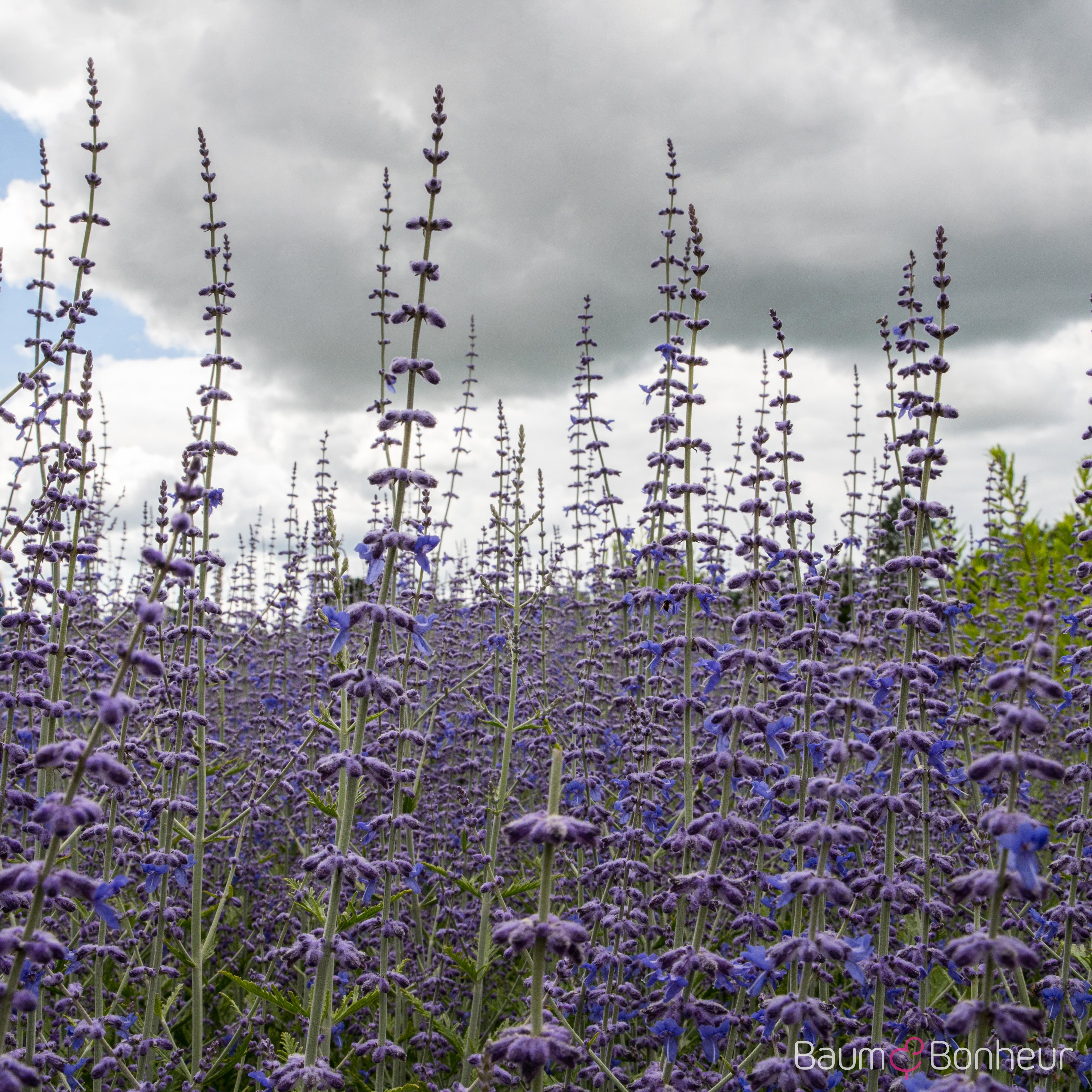 Perovskia atriplicifolia 'Blue Spire'
