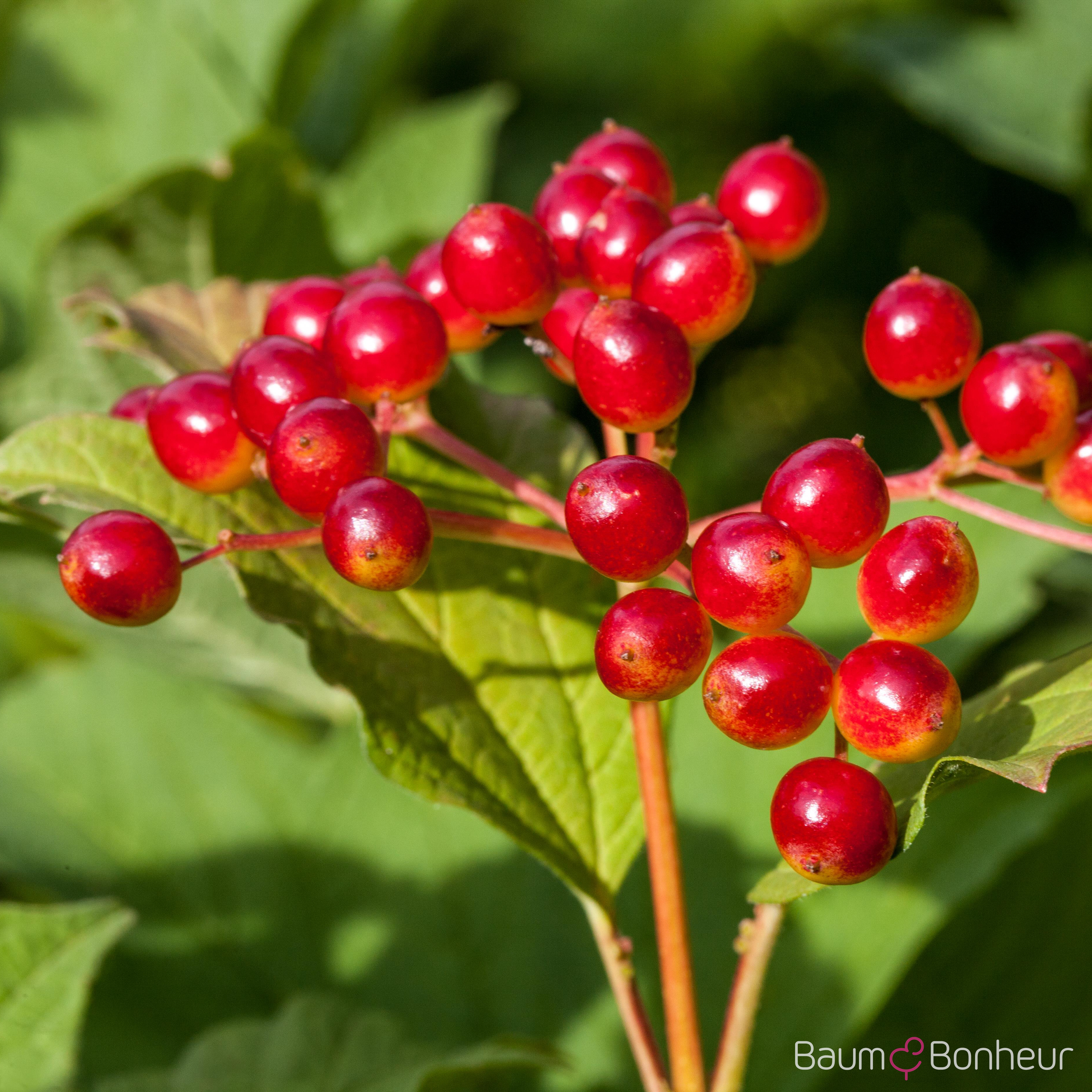 Viburnum opulus