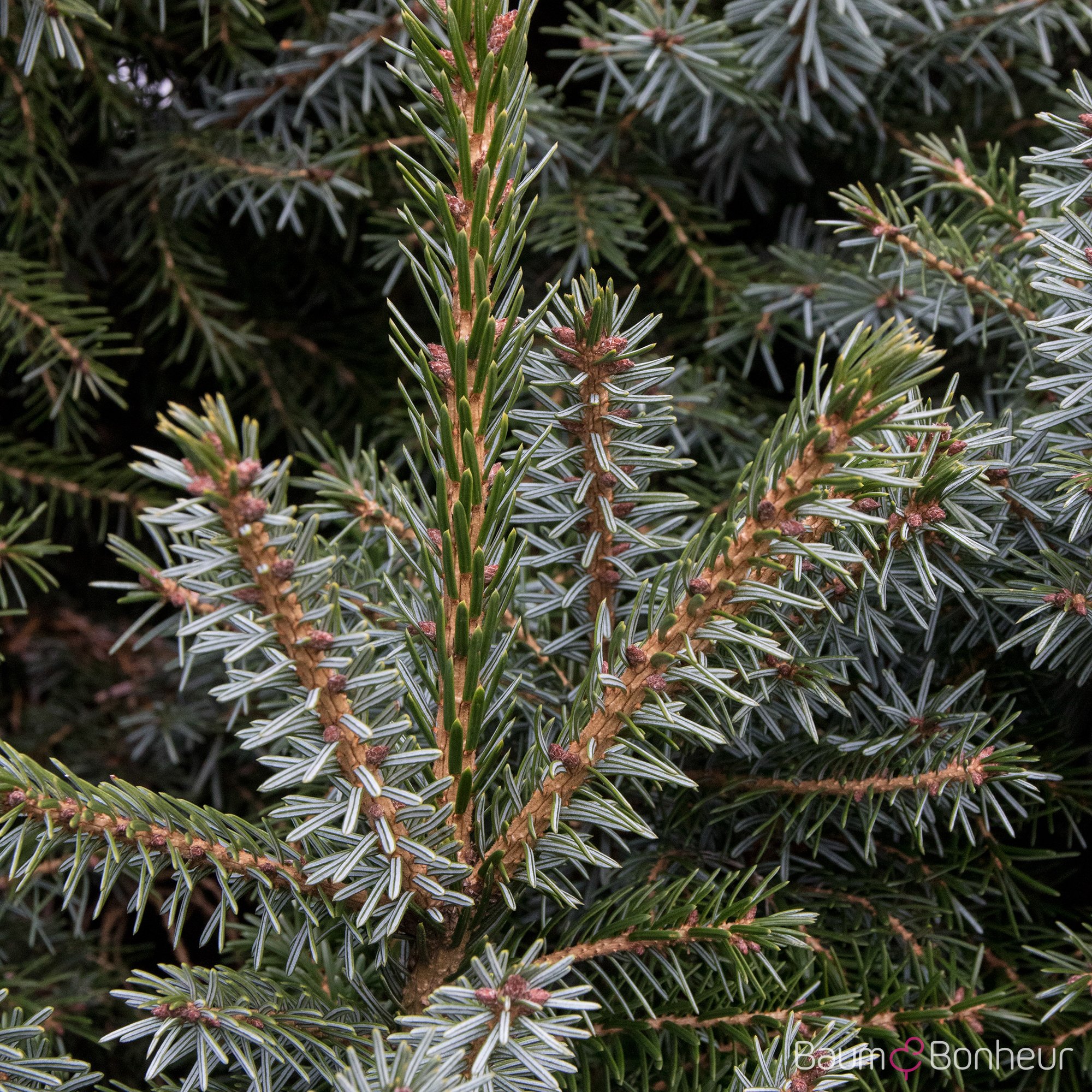 Picea omorika 'Nana'