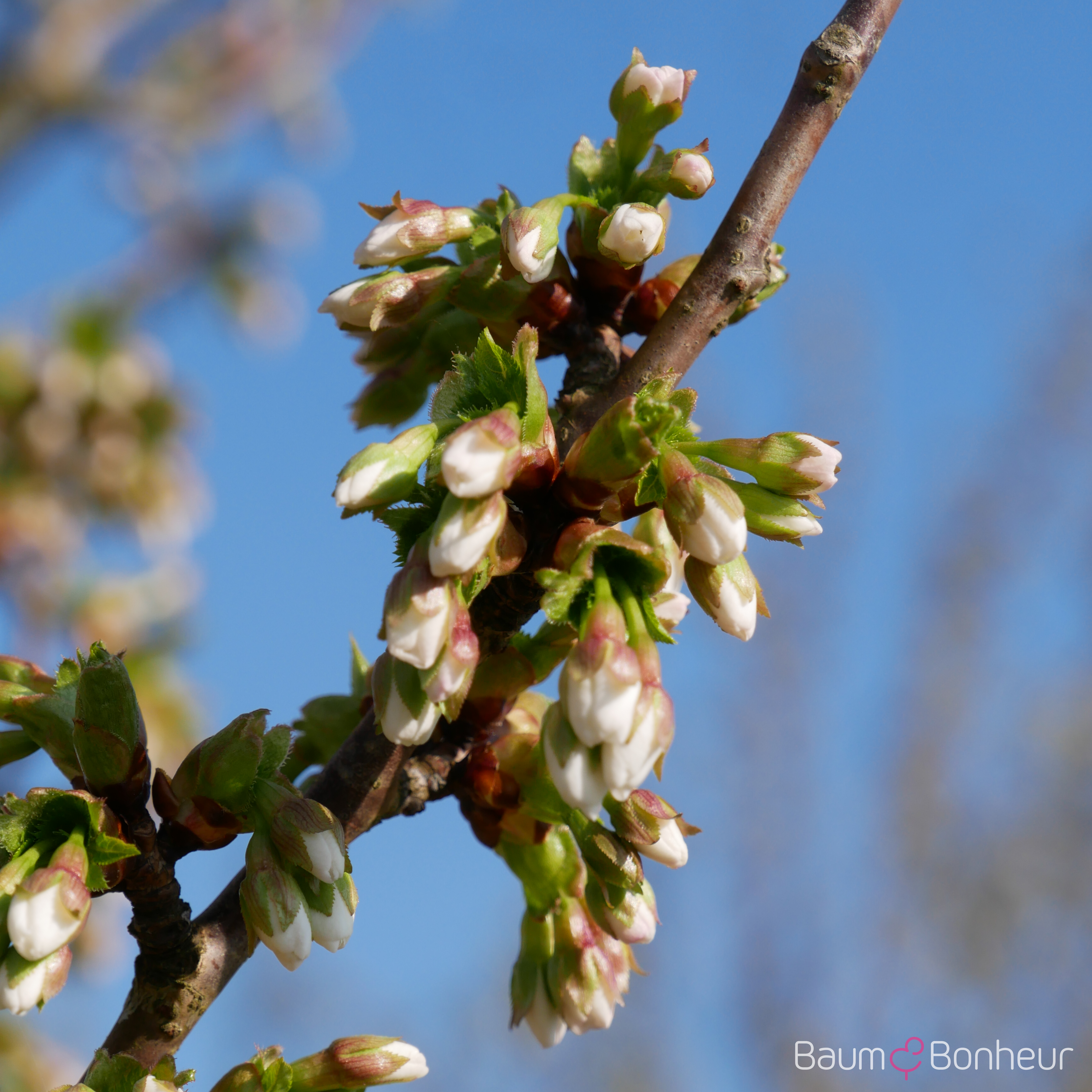 Prunus 'Snow Goose'