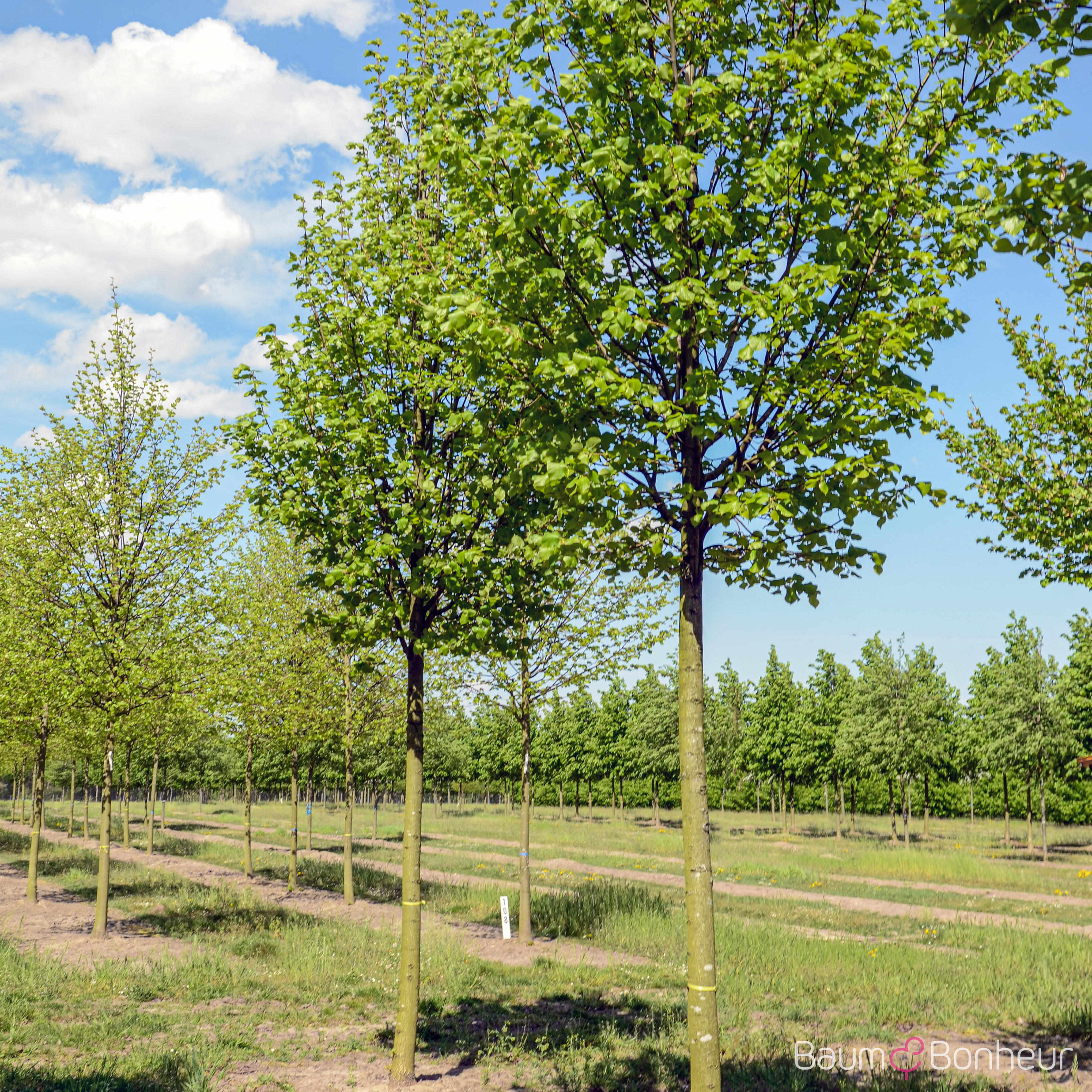 Tilia platyphyllos 'Örebro'