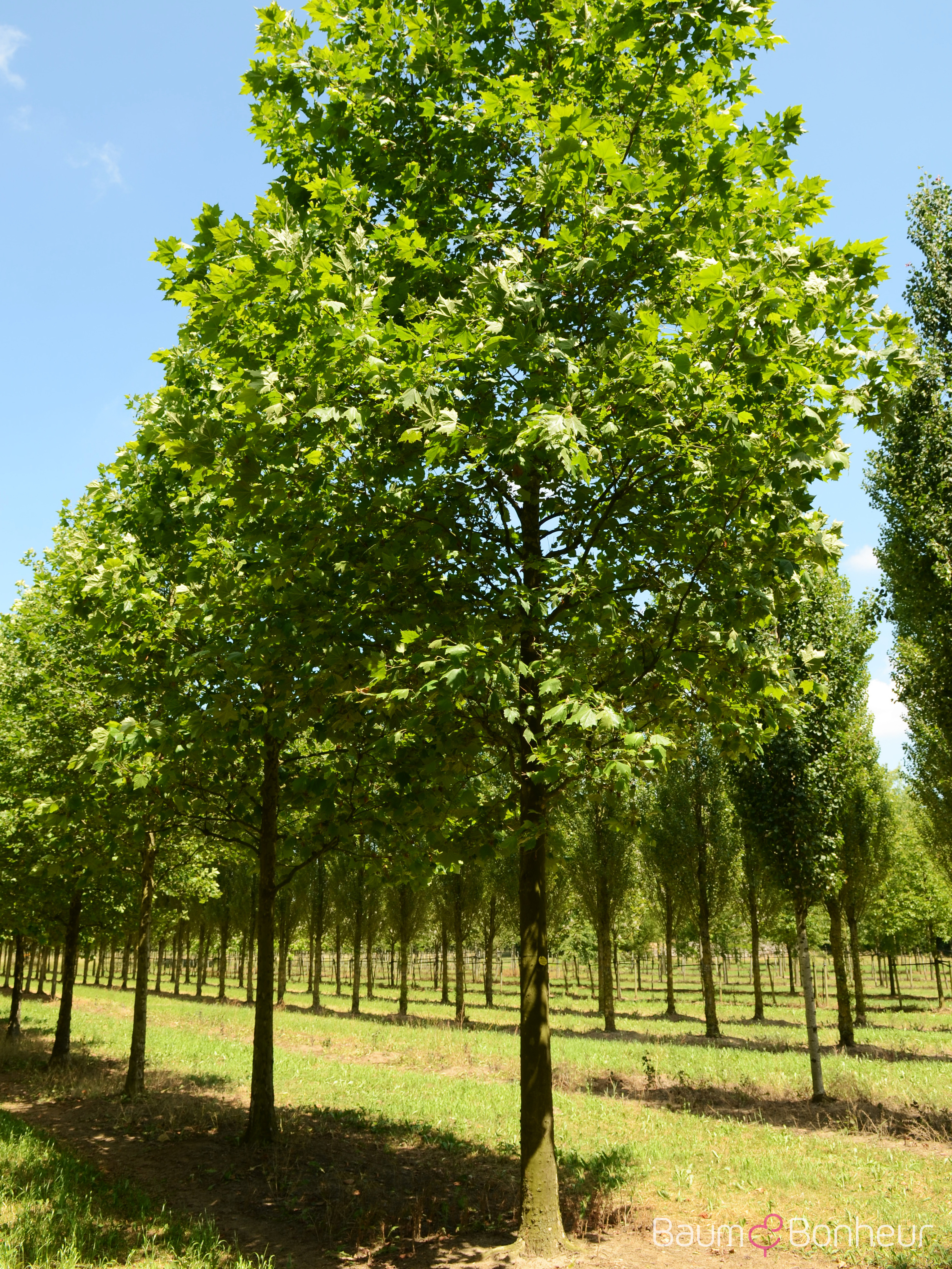 Platanus orientalis