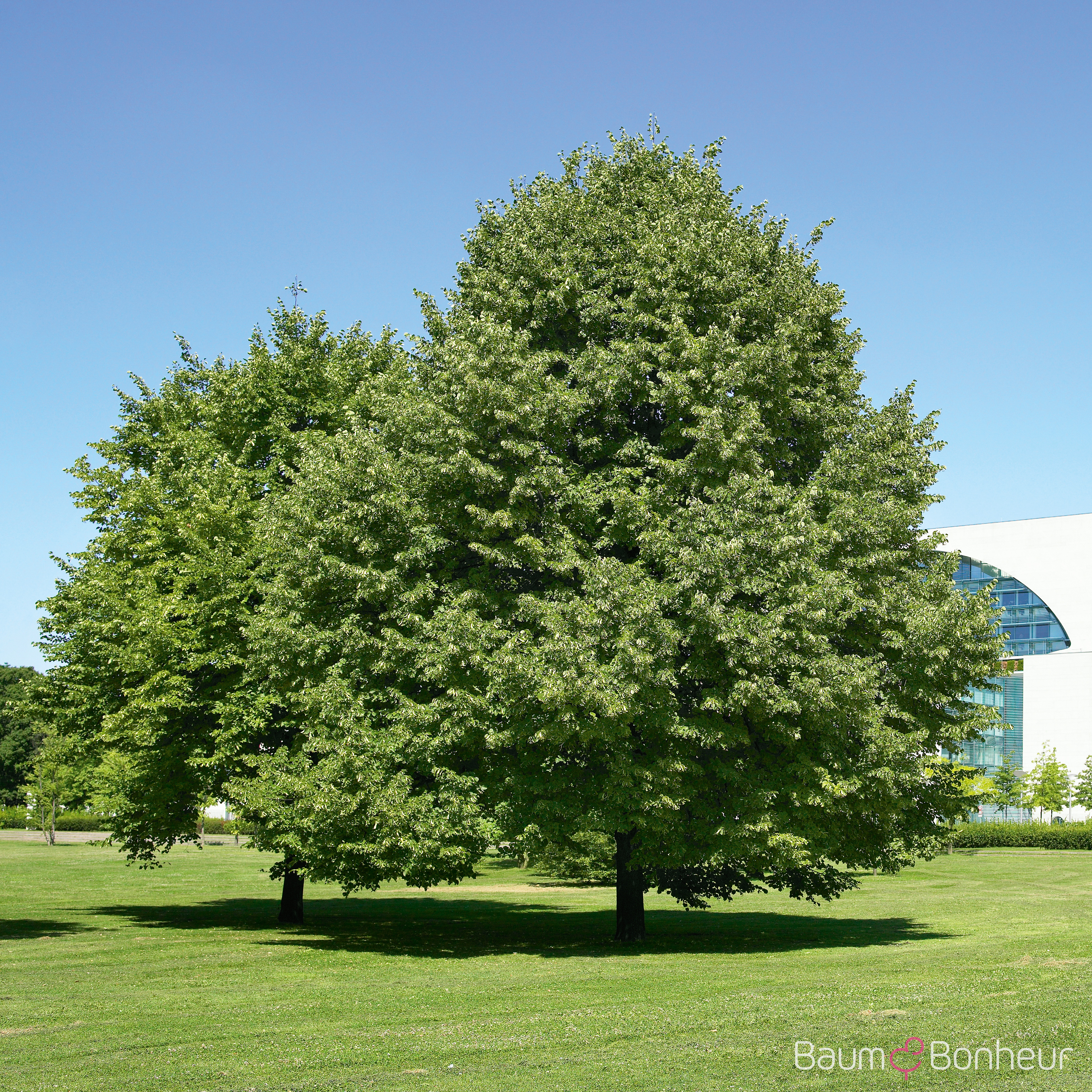 Tilia europaea 'Pallida'