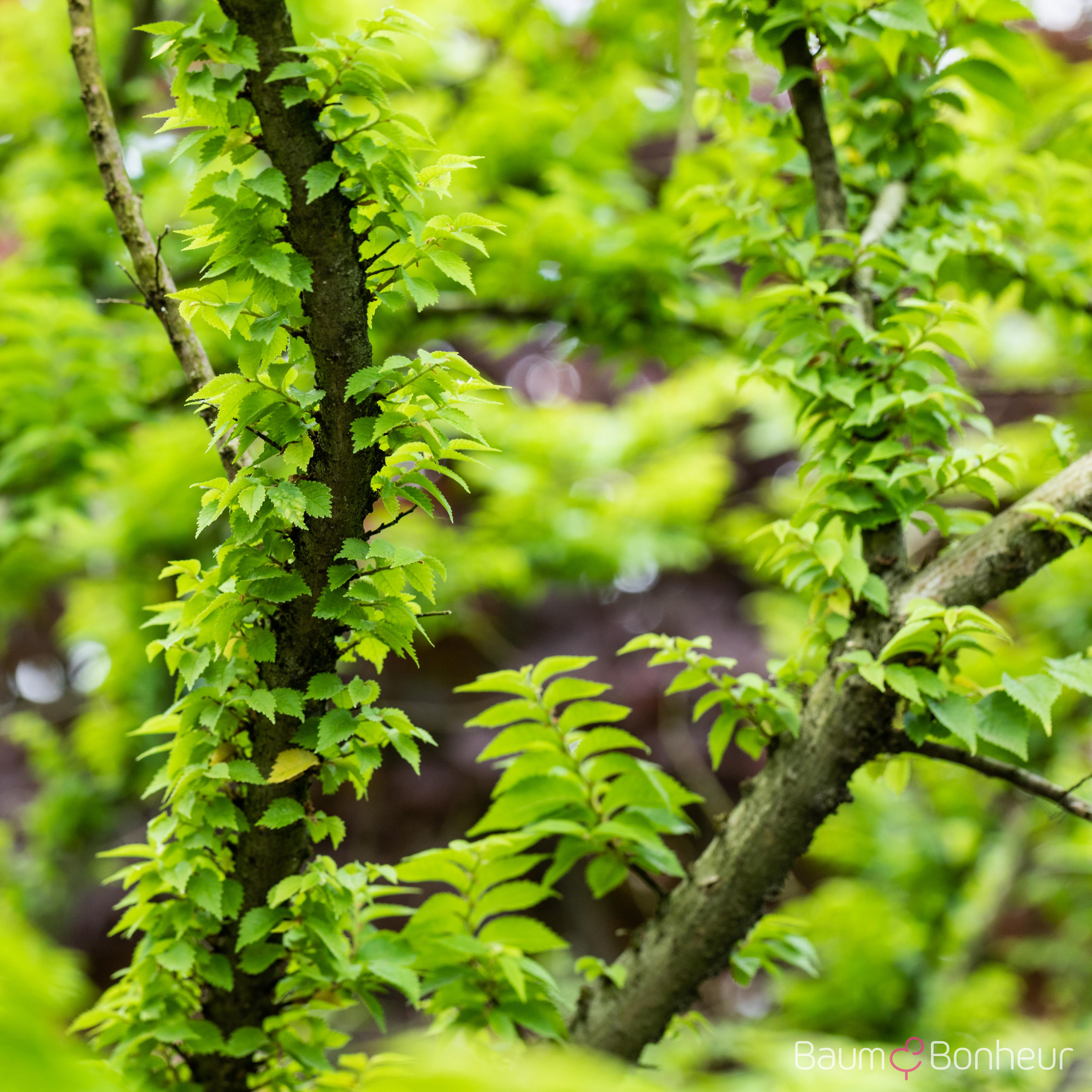 Ulmus hollandica 'Jacqueline Hillier'