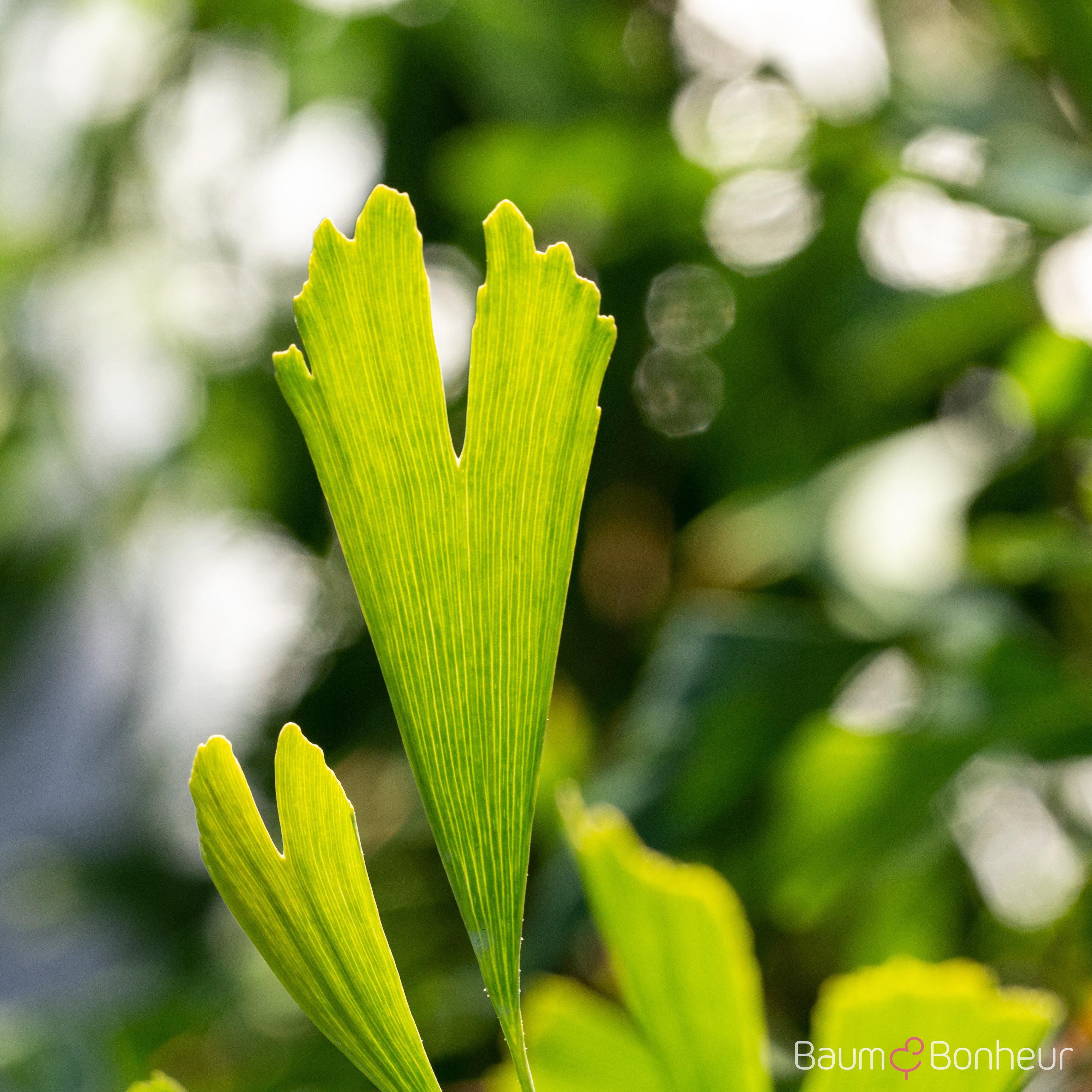 Ginkgo biloba 'Saratoga'