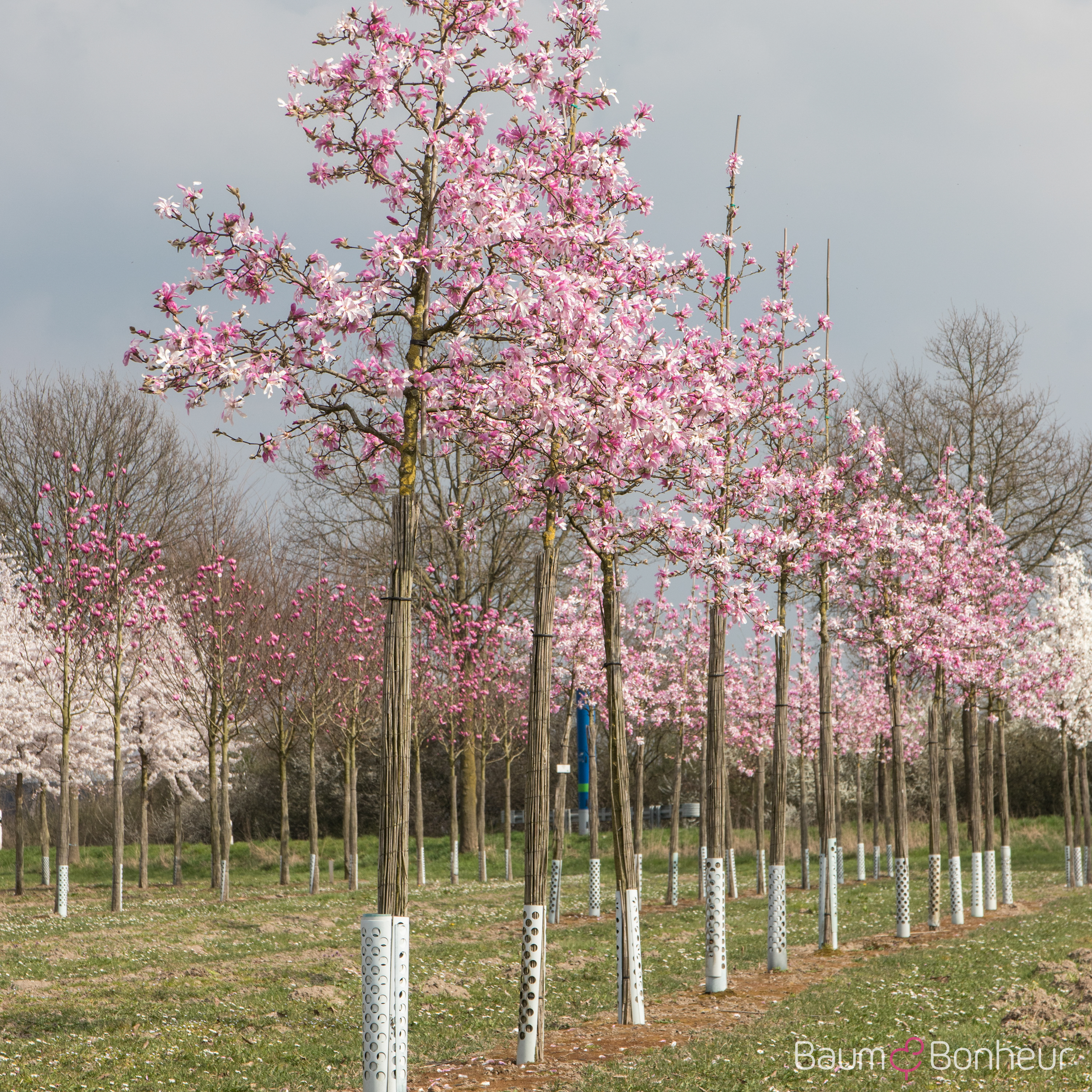 Magnolia loebneri 'Leonard Messel'