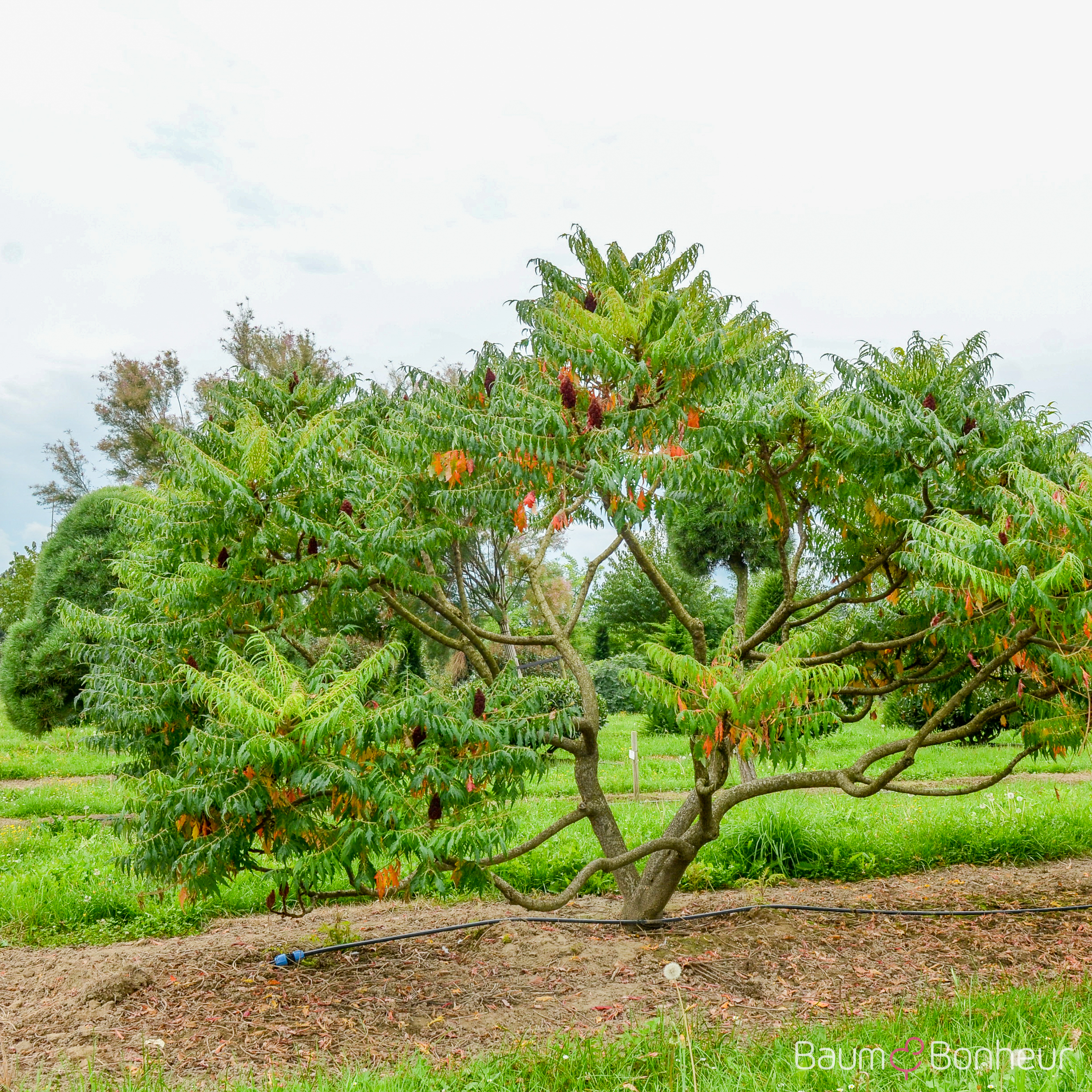 Rhus typhina 'Dissecta'