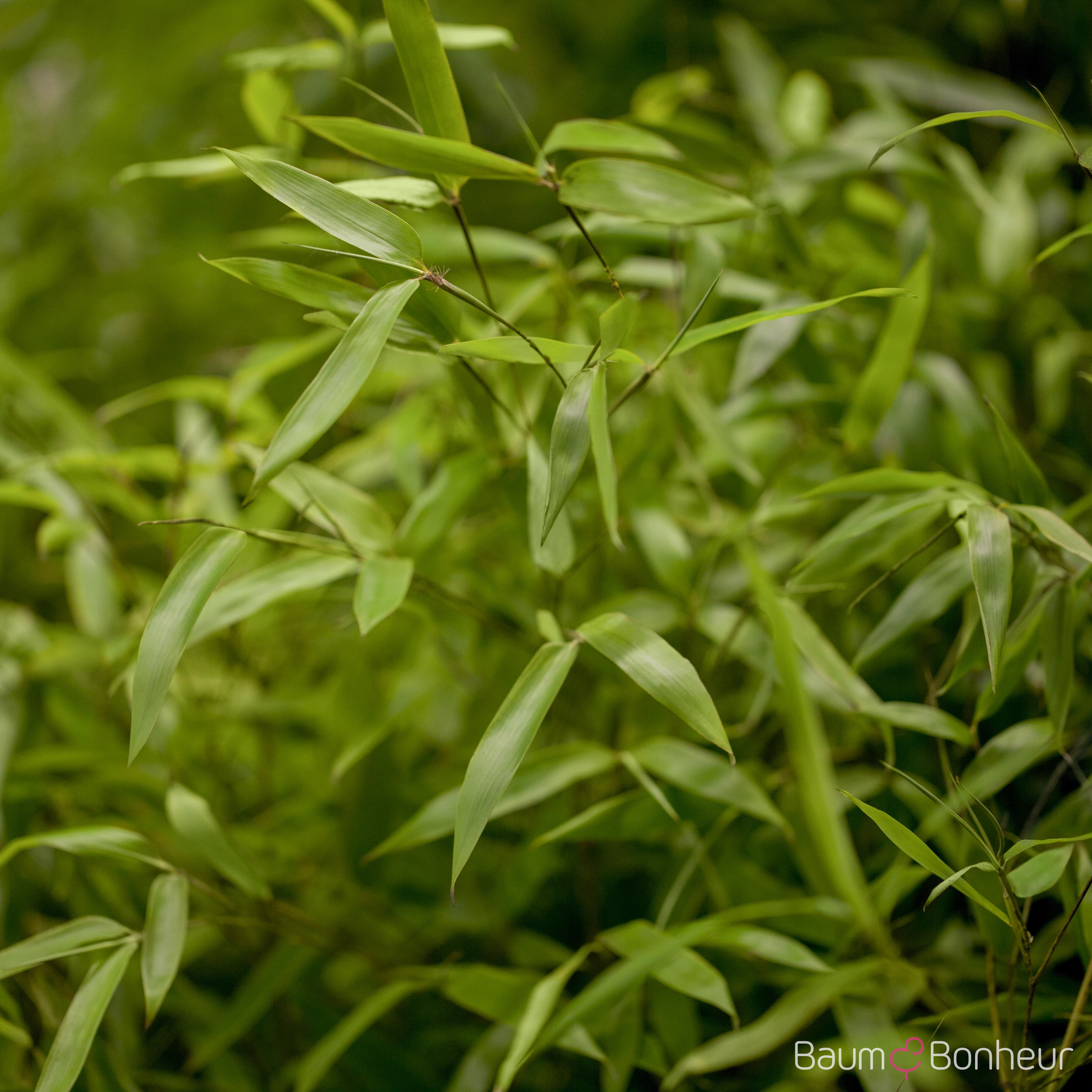 Phyllostachys aureosulcata