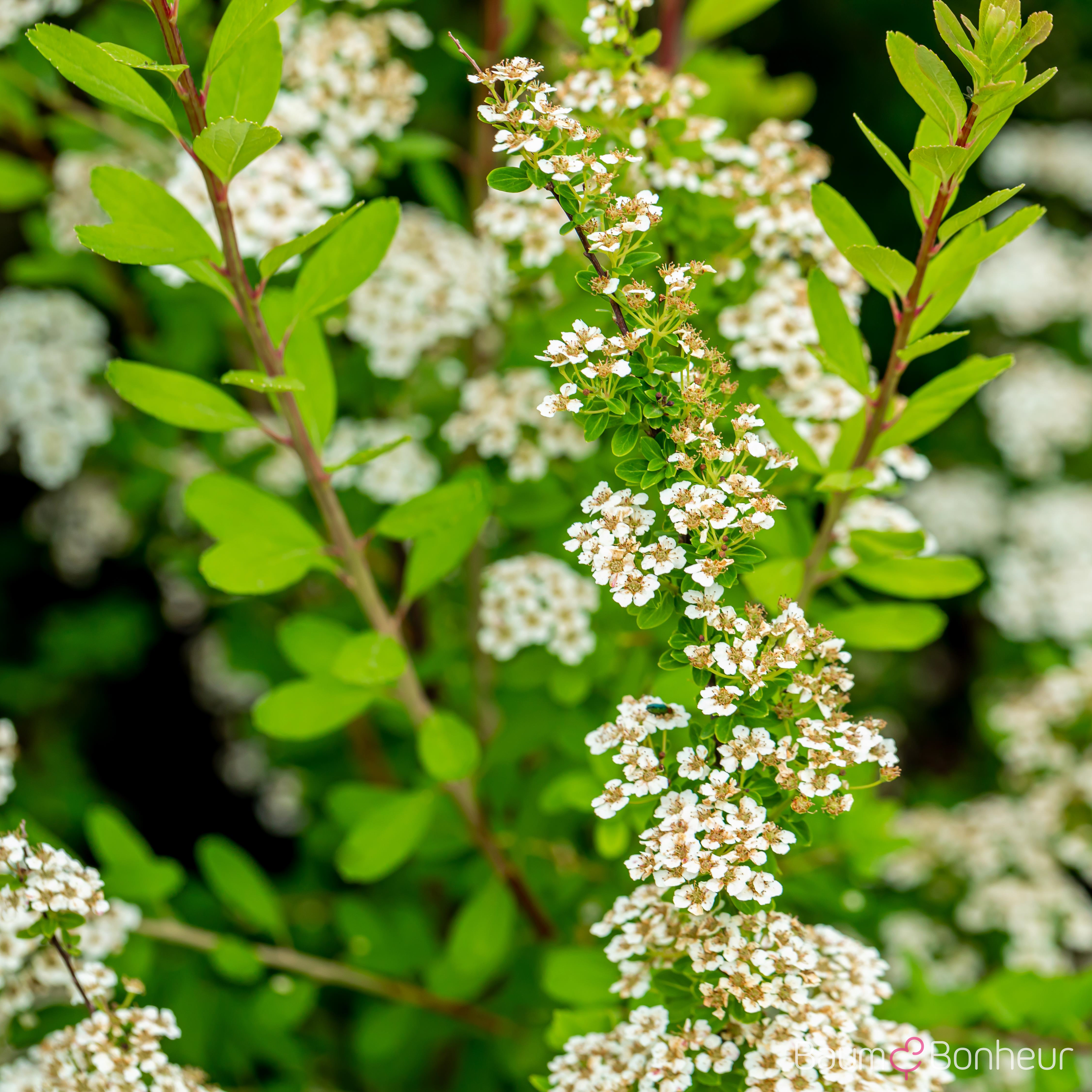 Spiraea nipponica 'Snowmound'