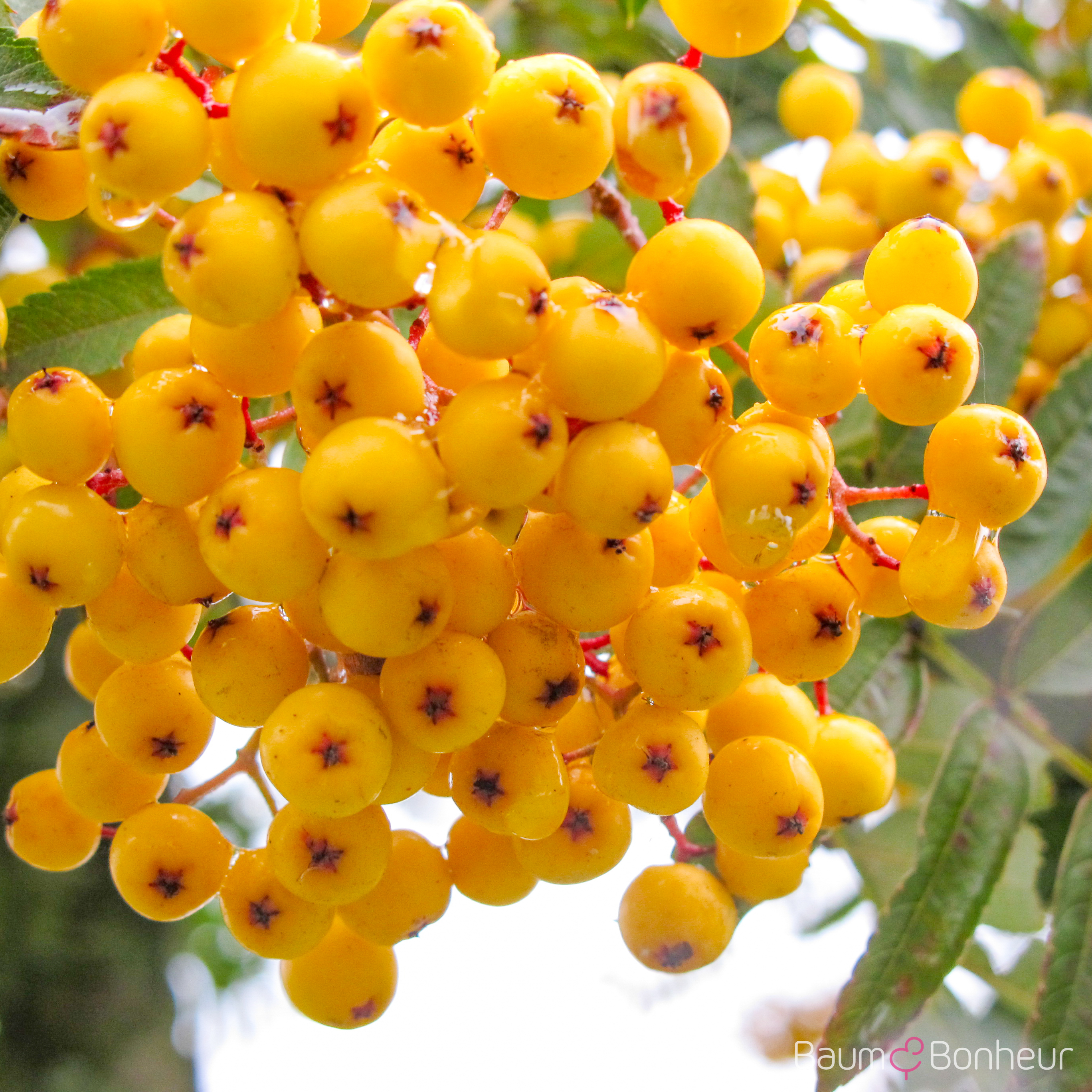 Sorbus 'Joseph Rock'