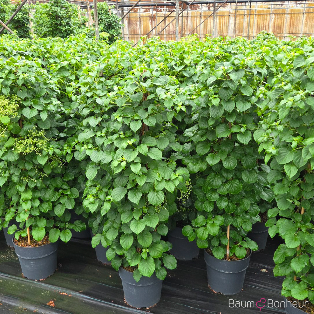 Hydrangea petiolaris