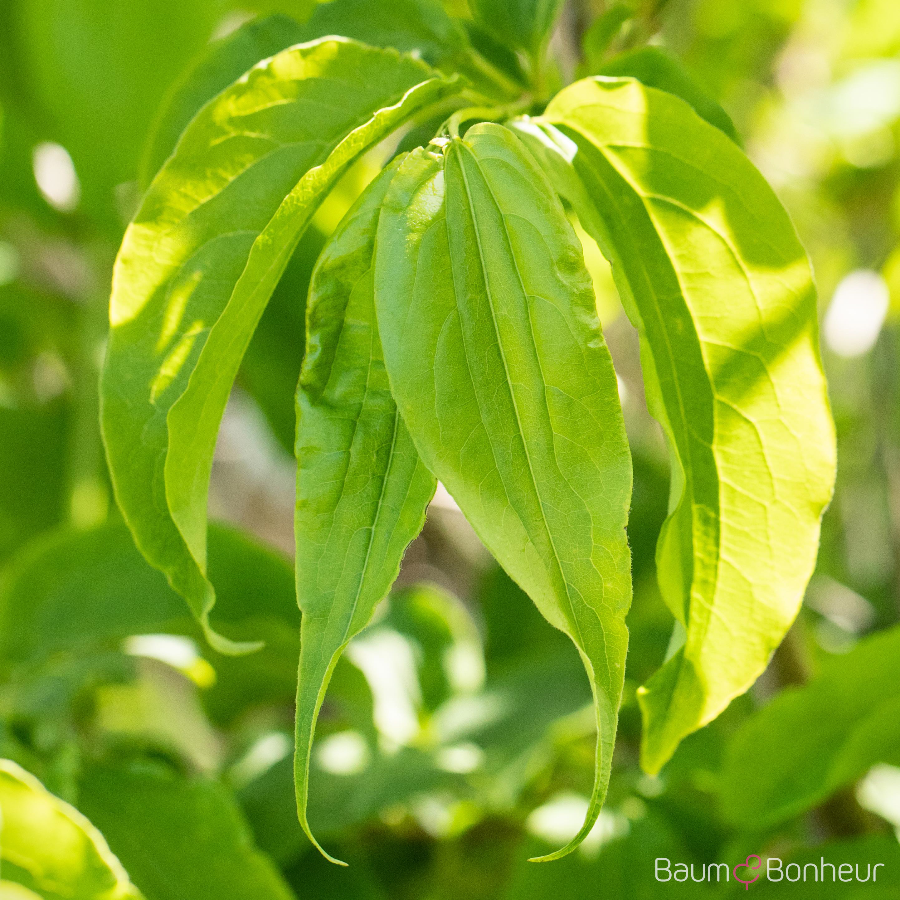 Heptacodium miconioides