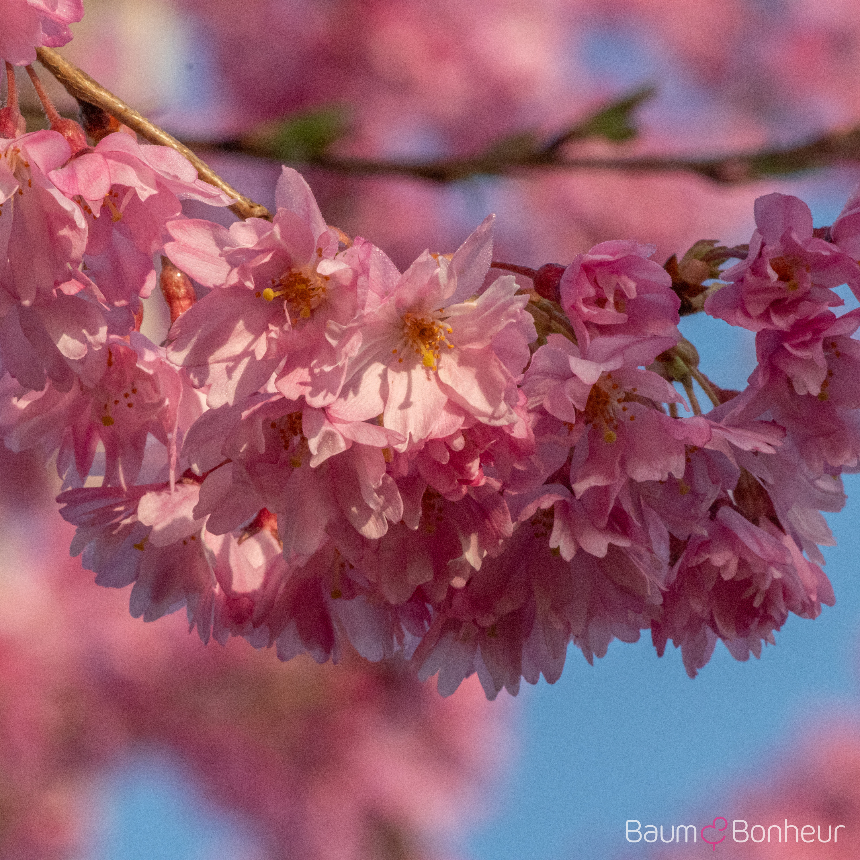 Prunus subhirtella 'Fukubana'