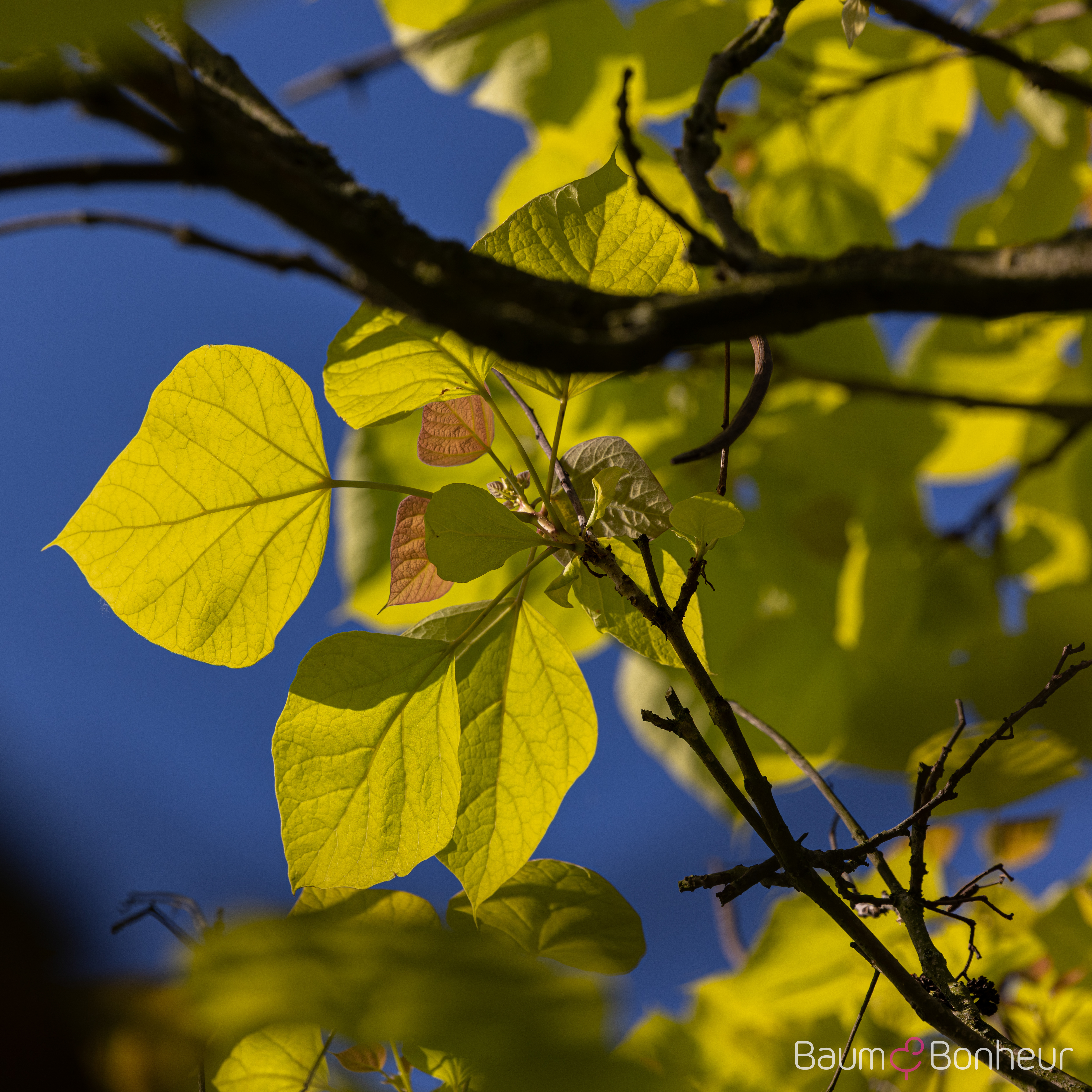 Catalpa bignonioides 'Aurea'