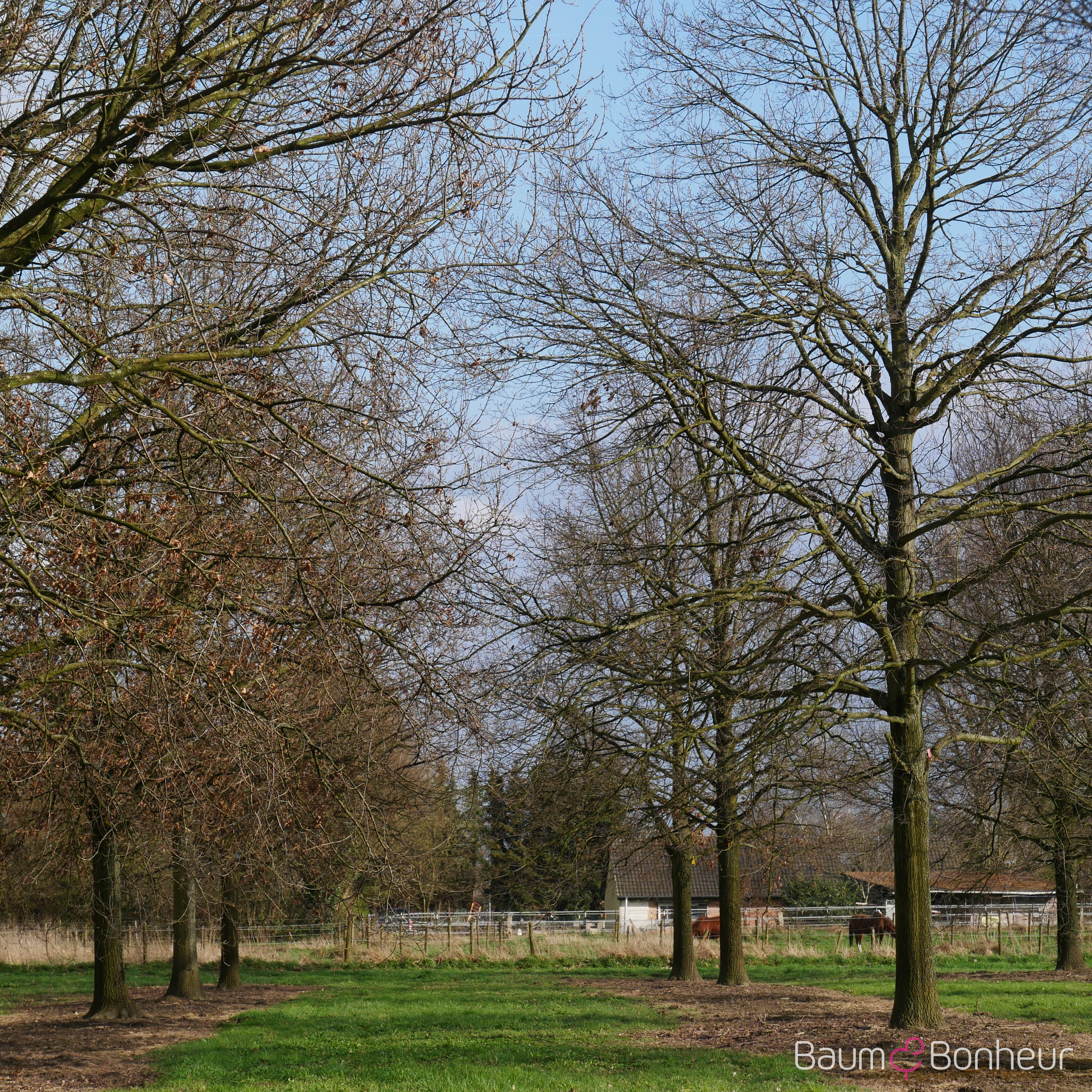 Quercus robur