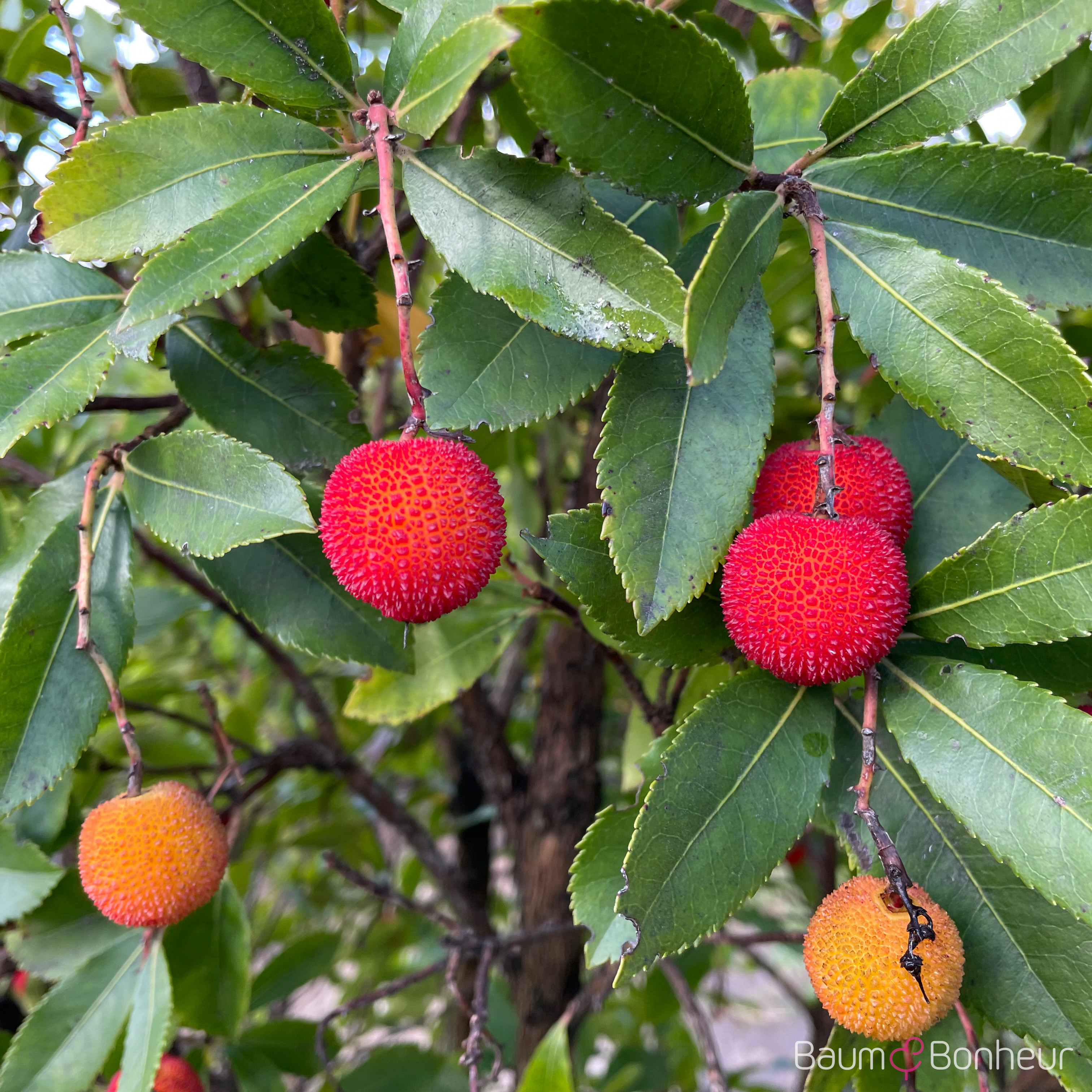 Arbutus unedo