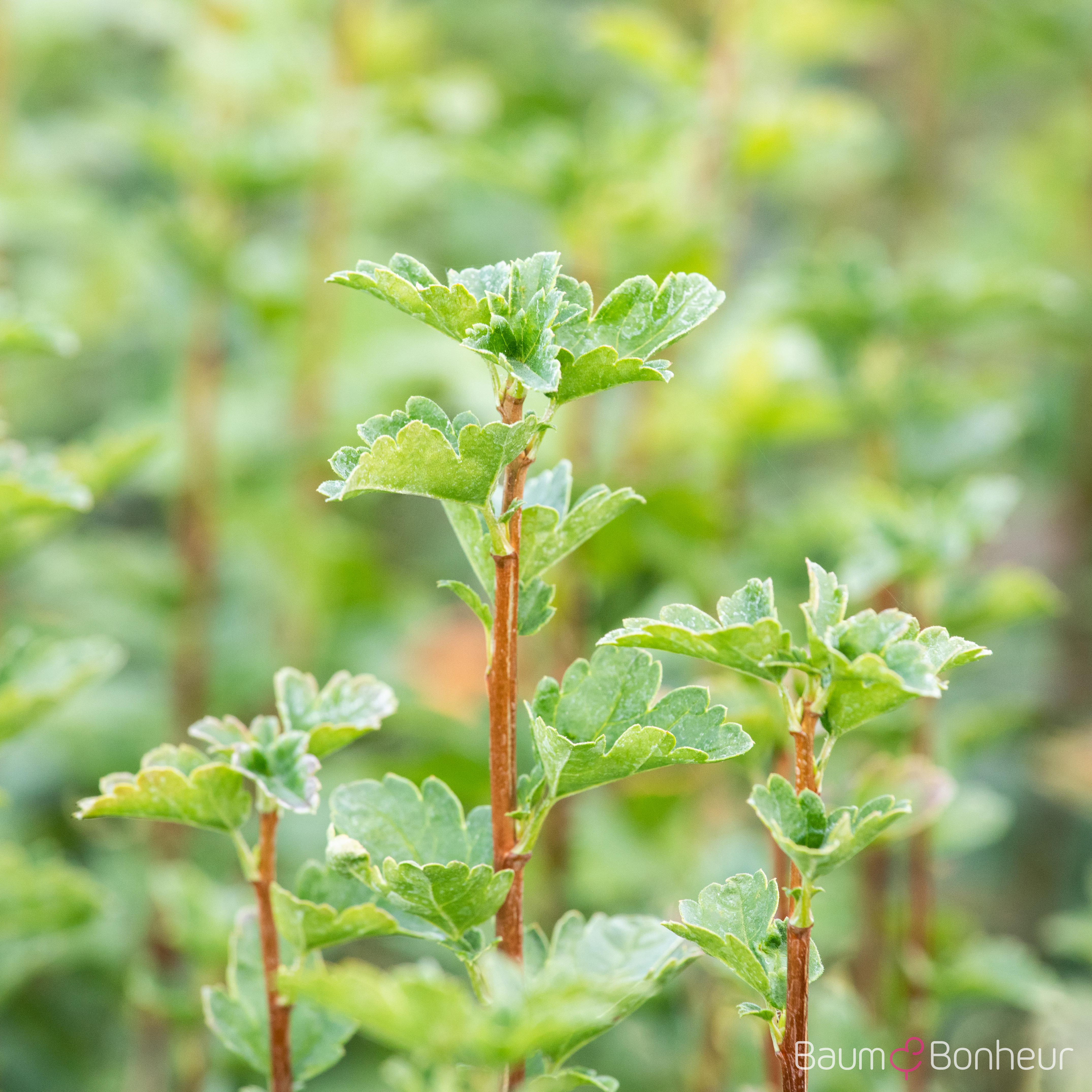 Ribes alpinum 'Schmidt'