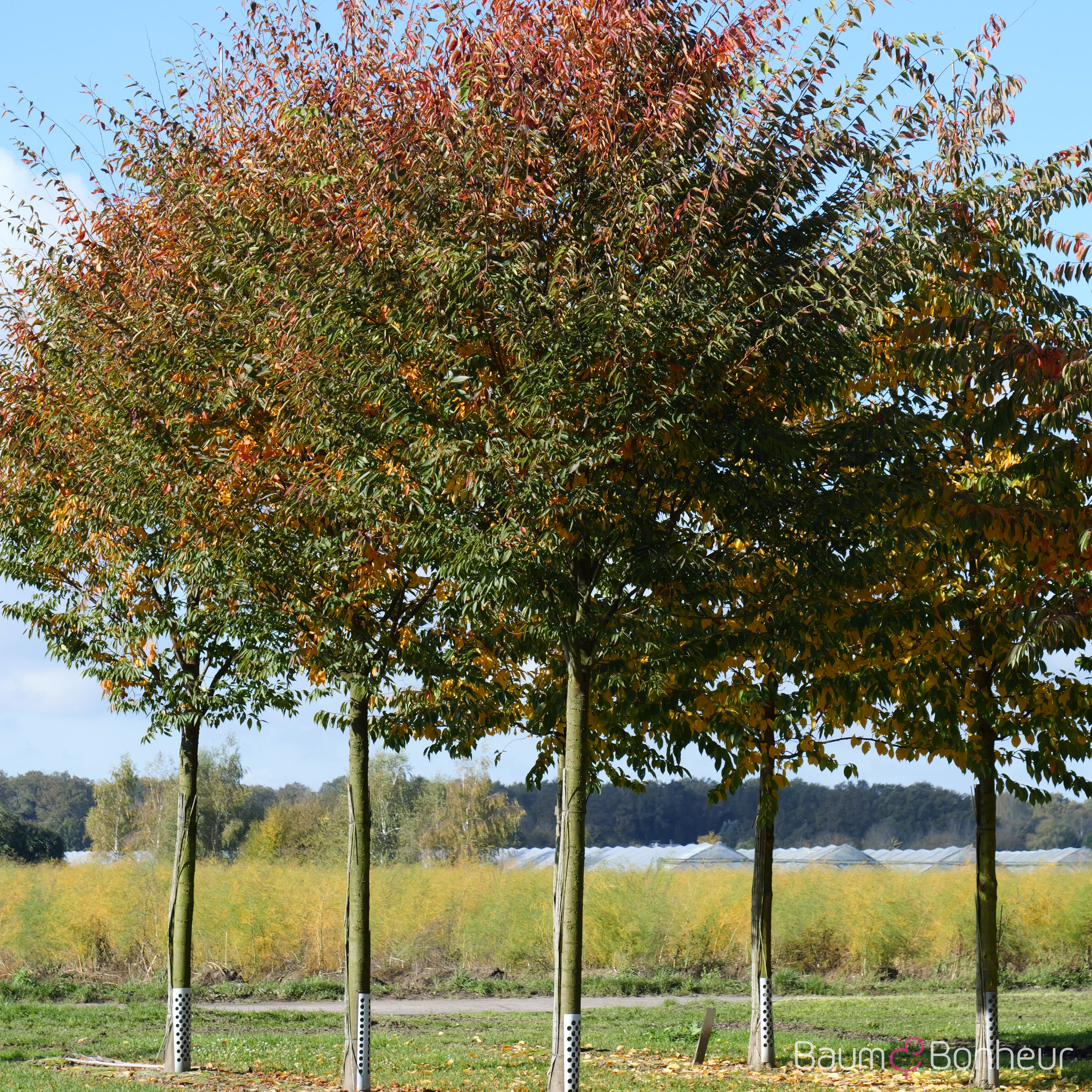 Zelkova serrata 'Green Vase'