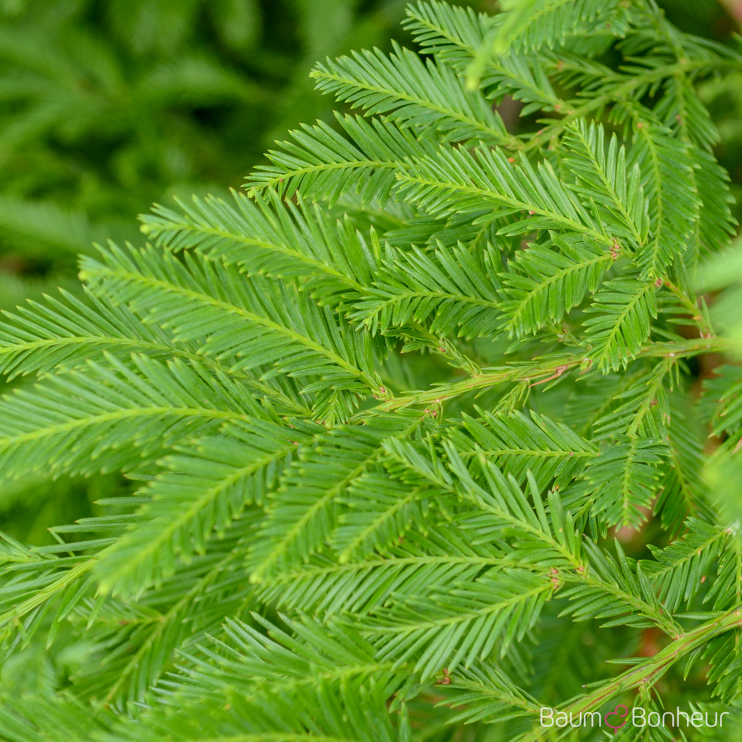 Sequoia sempervirens