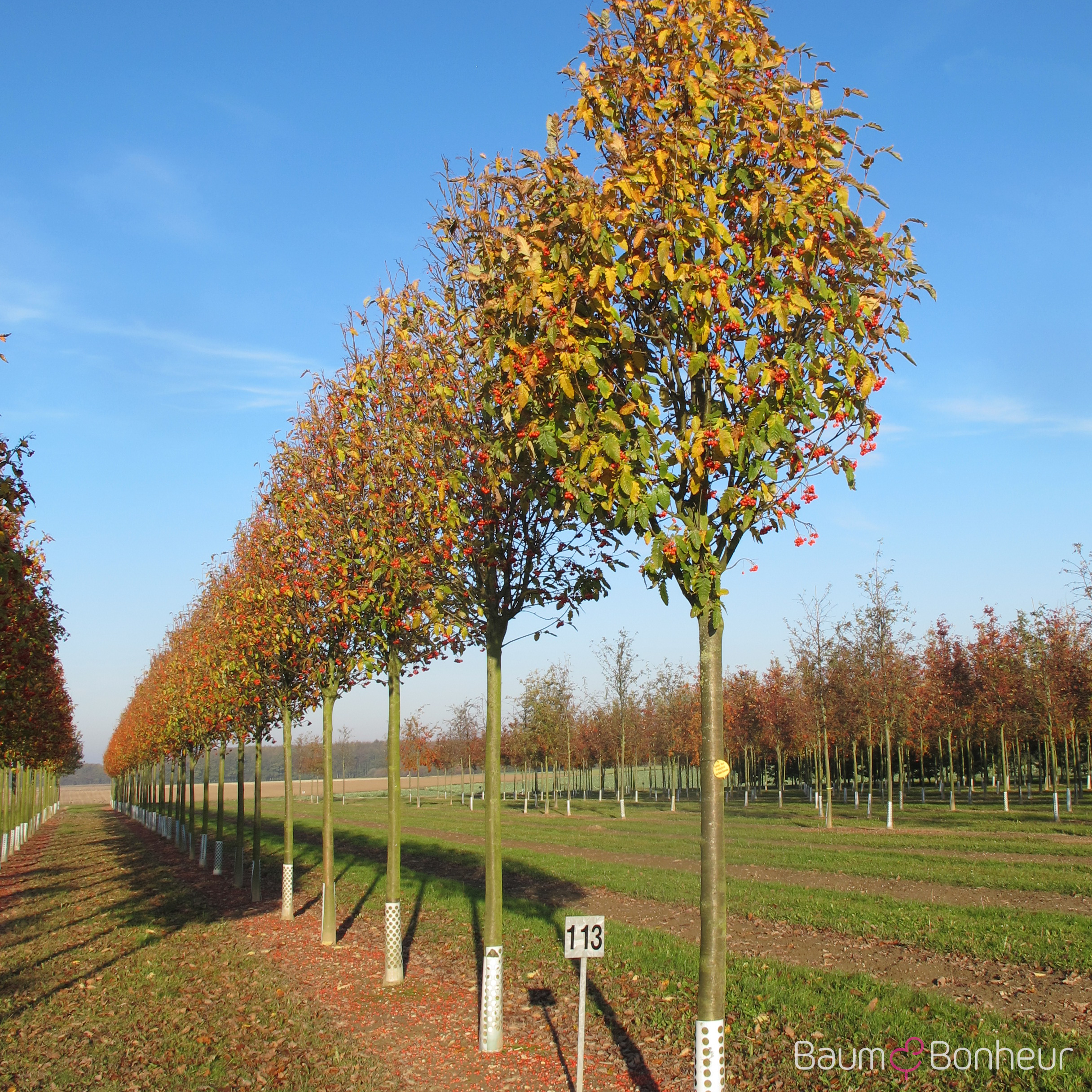 Sorbus thuringiaca 'Fastigiata'