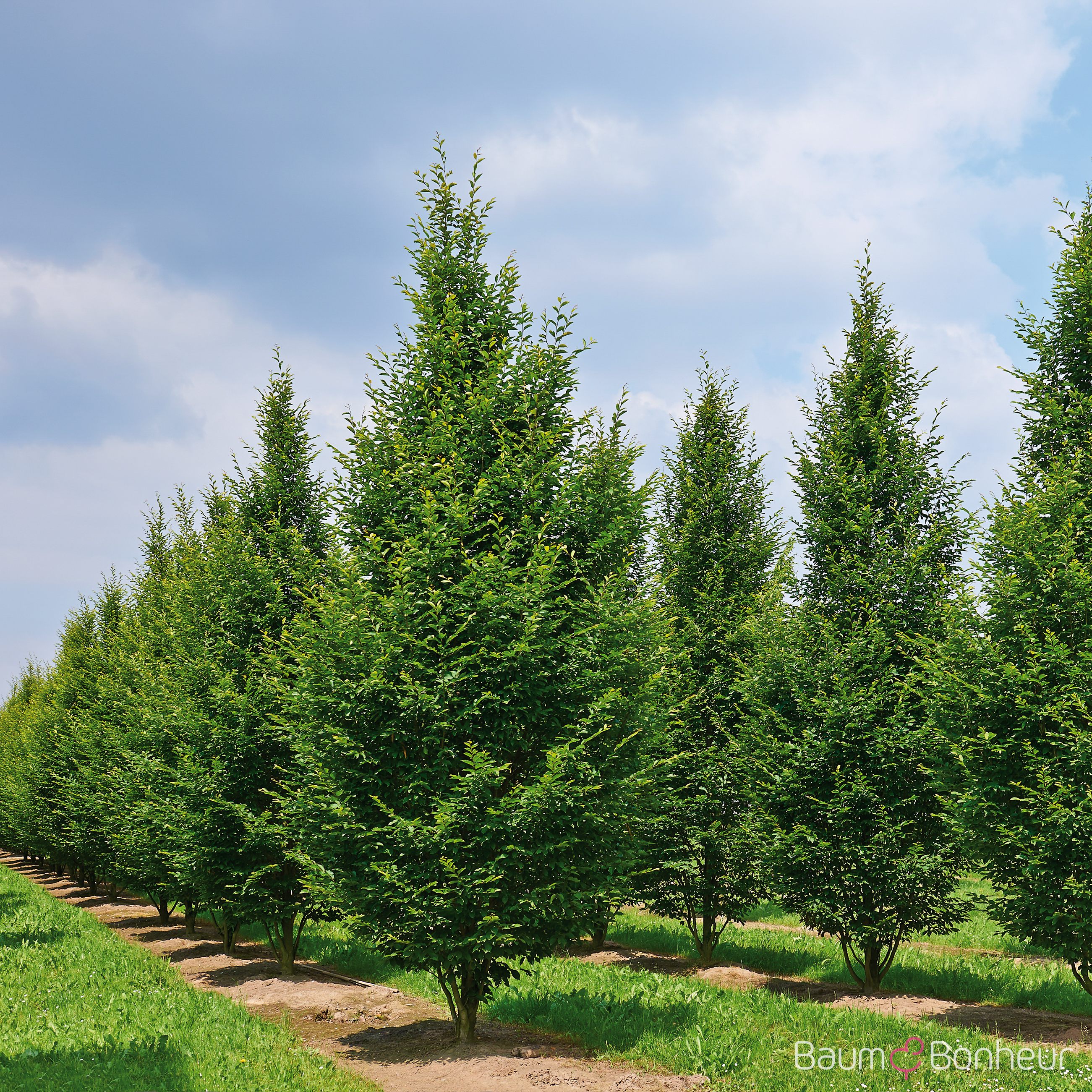 Carpinus betulus 'Frans Fontaine'