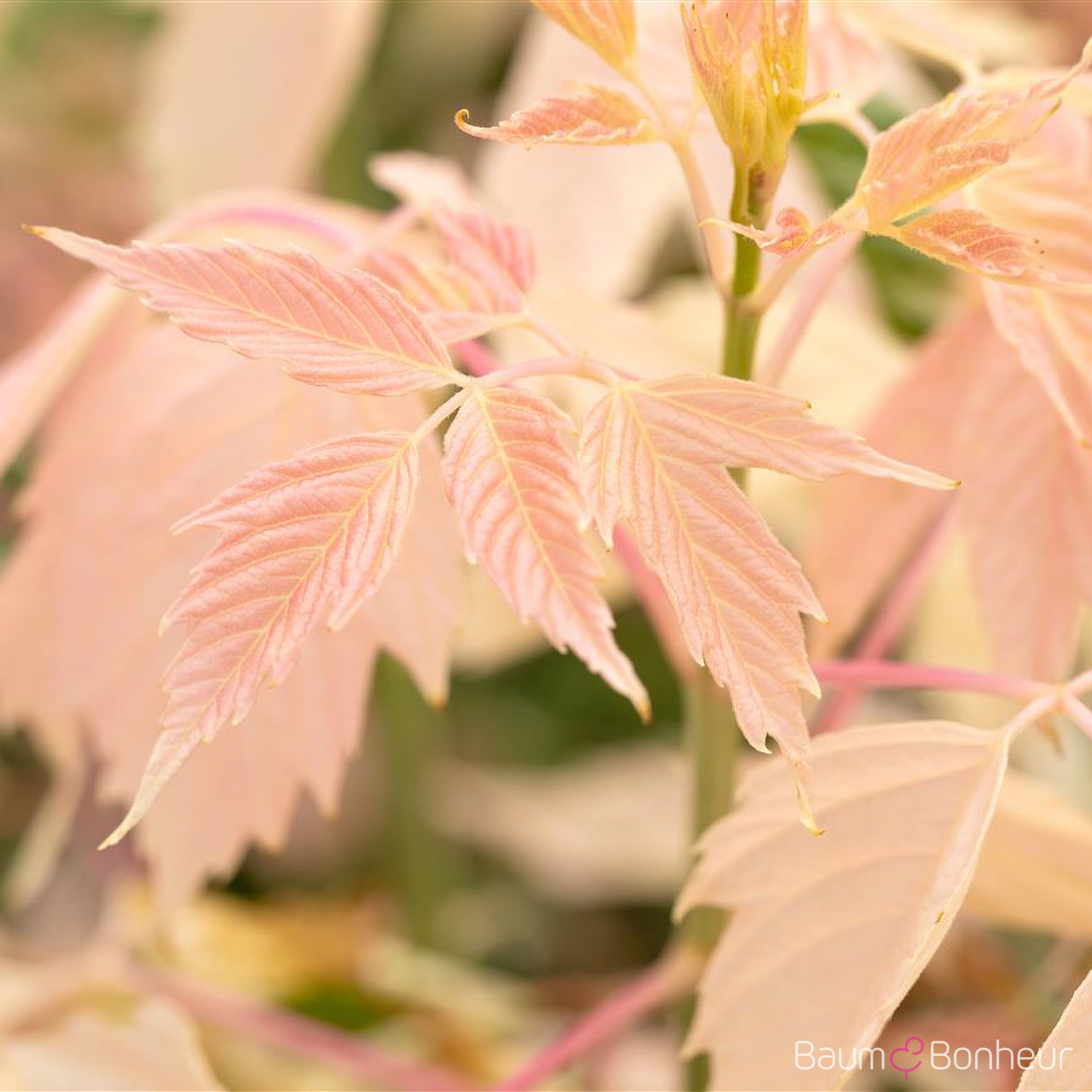 Acer negundo 'Flamingo'