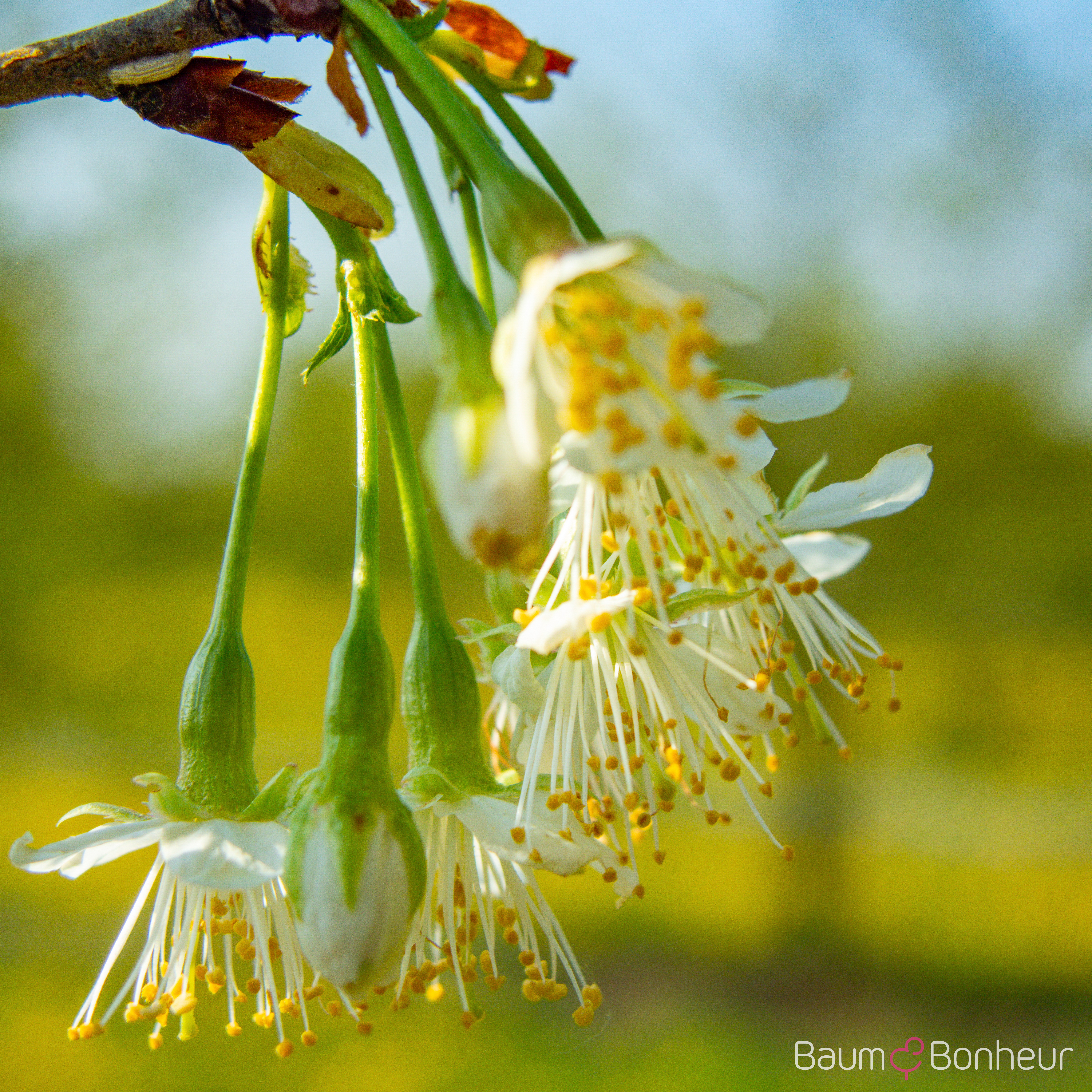 Prunus serrula