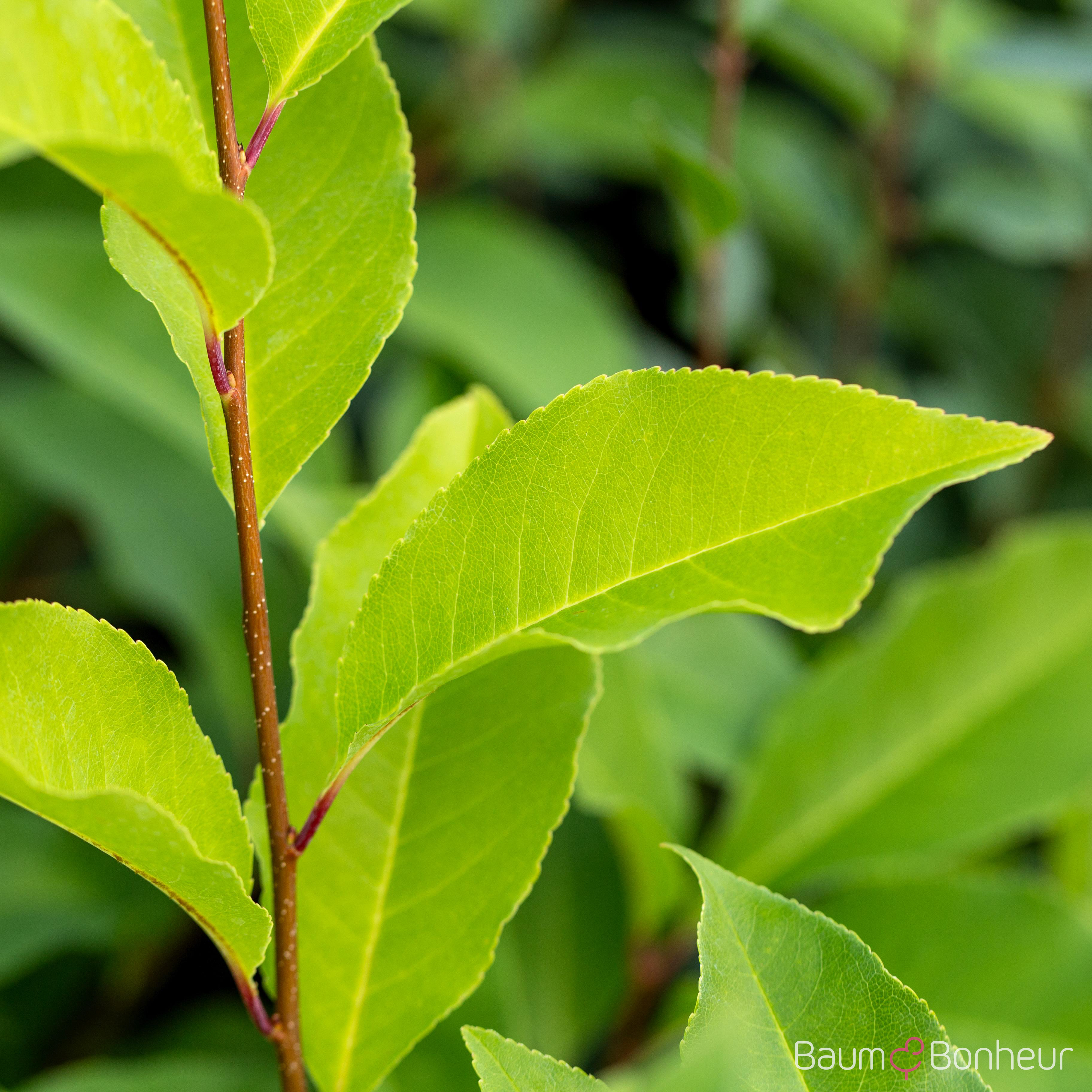 Prunus serotina
