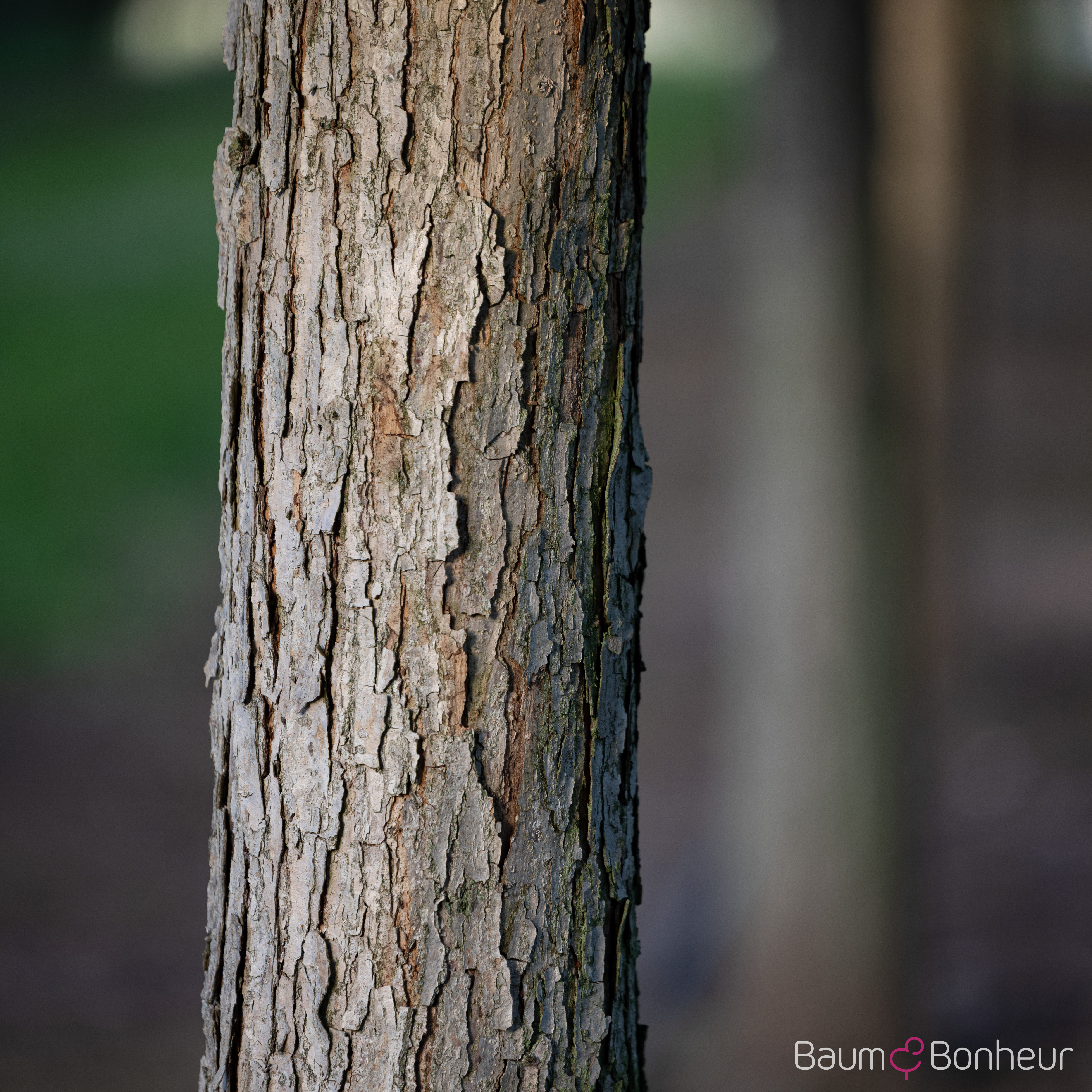 Quercus bicolor